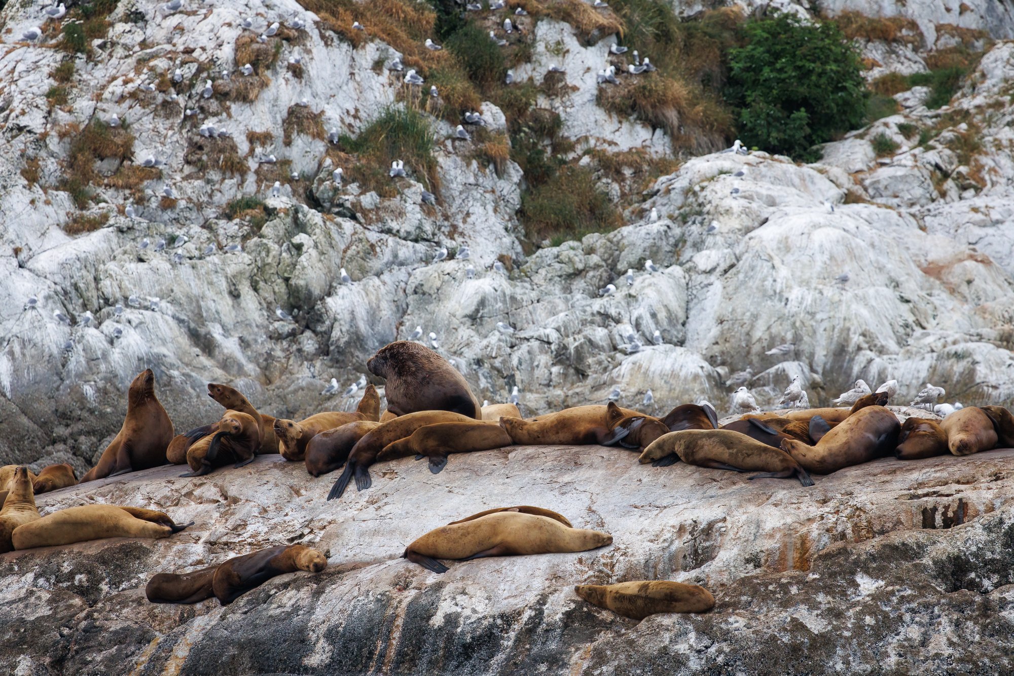 seals-on-cliff-©NadeenFlynnPhotography-3529-.jpg