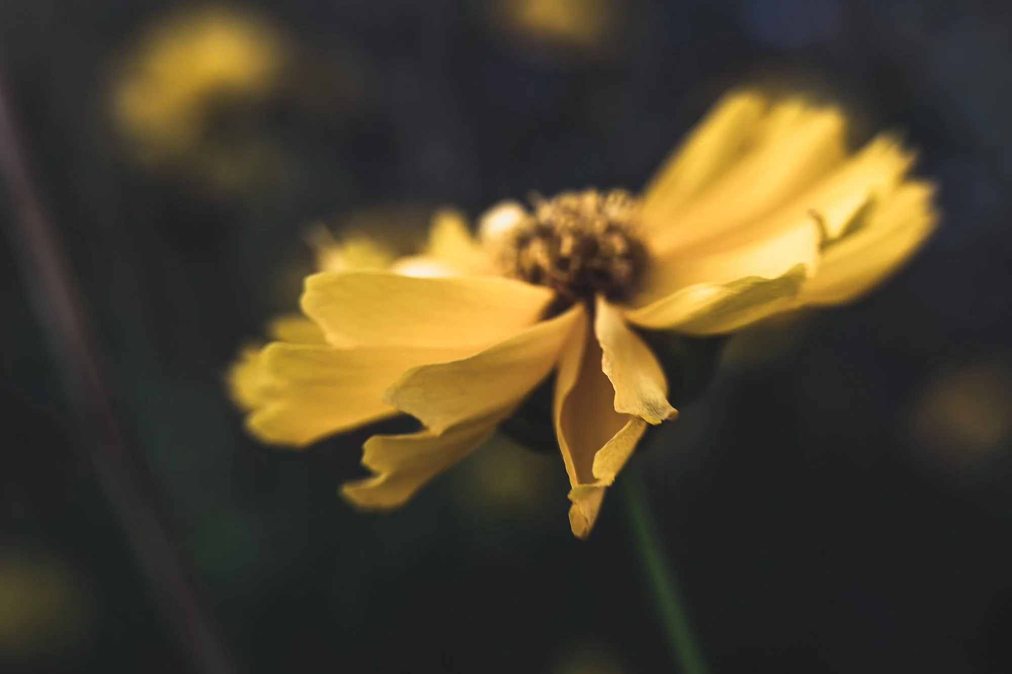 176-yellow-coreopsis-©NadeenFlynnPhotography-9899-.jpg