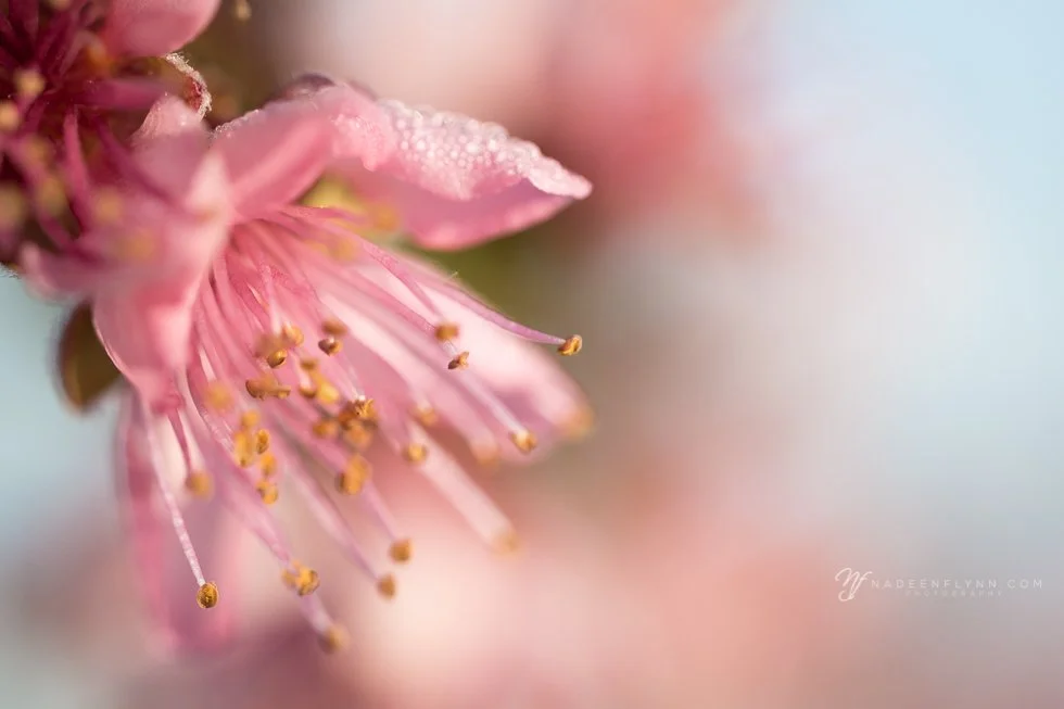 Perspective  Week 11  {northern California photographer}