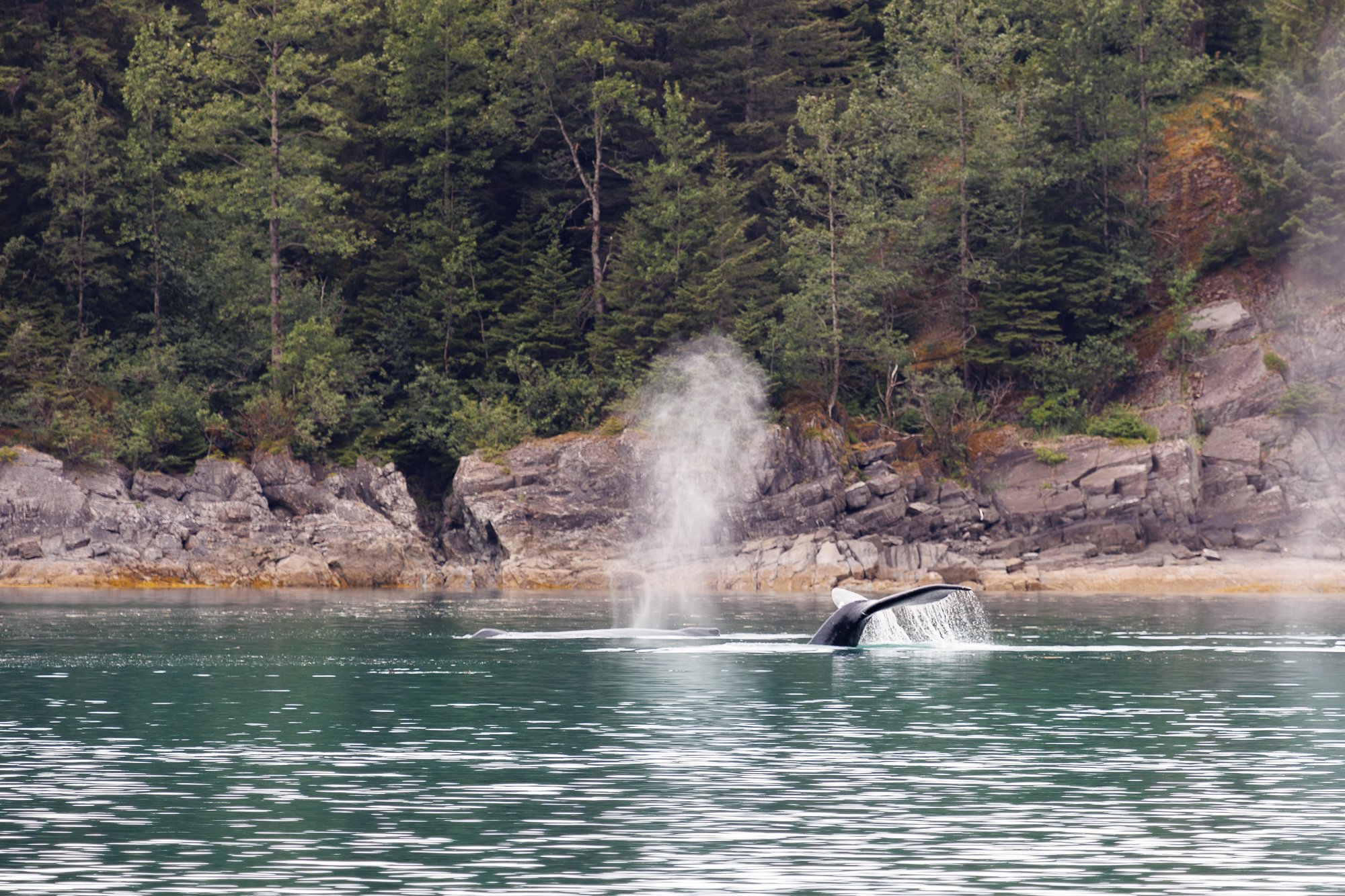hunting-humpbacks-©NadeenFlynnPhotography-3792-.jpg