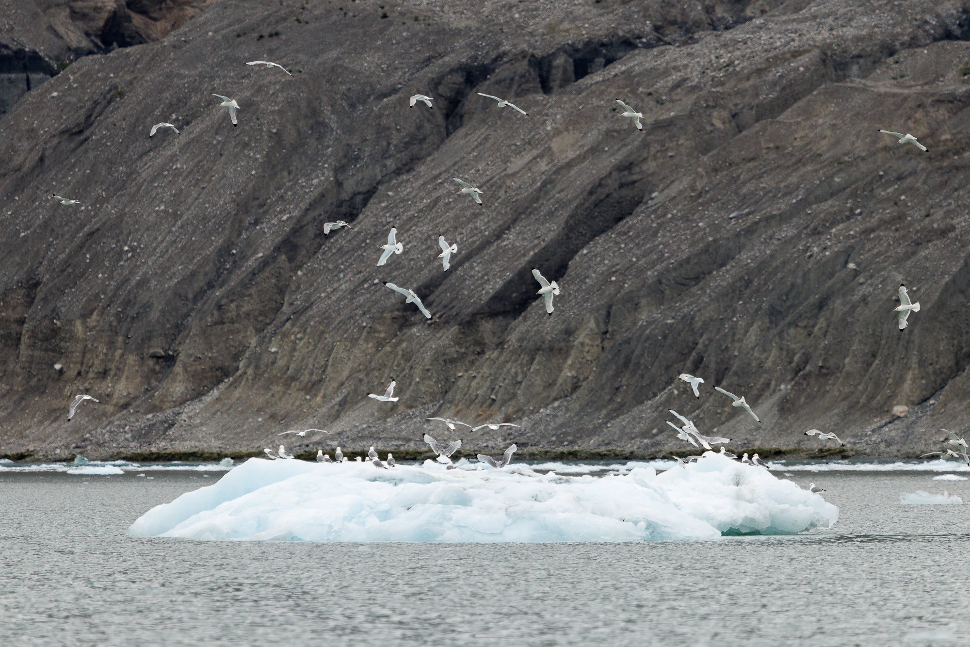 Muir-Inlet-aqua-birds-©NadeenFlynnPhotography-3910.jpg