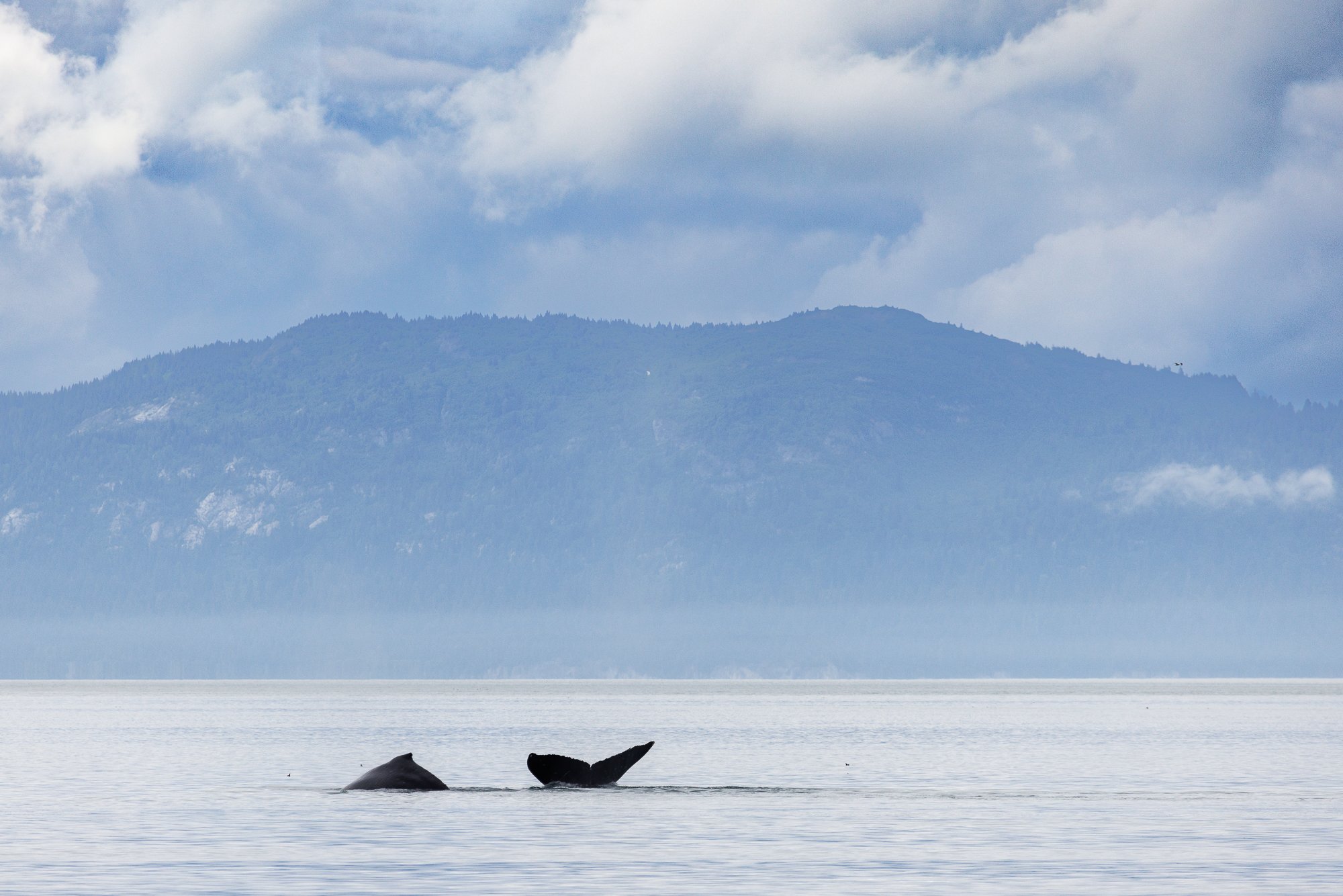 Muir-Inlet-whale-back-fluke-©NadeenFlynnPhotography-3811.jpg