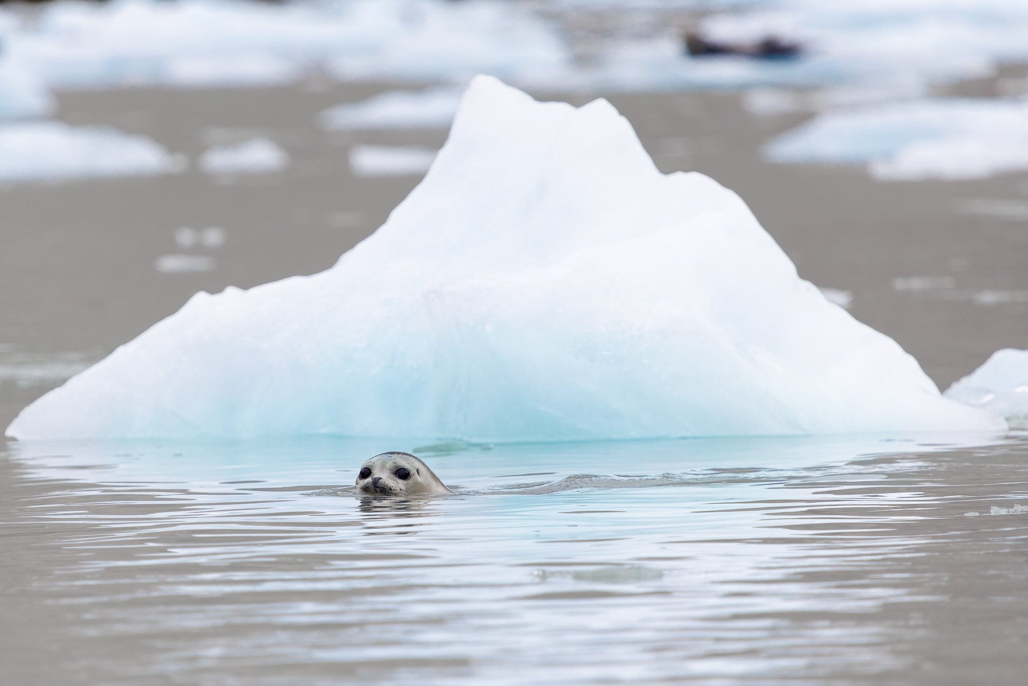 swimming-seal-ice-burg-©NadeenFlynnPhotography-4012-.jpg