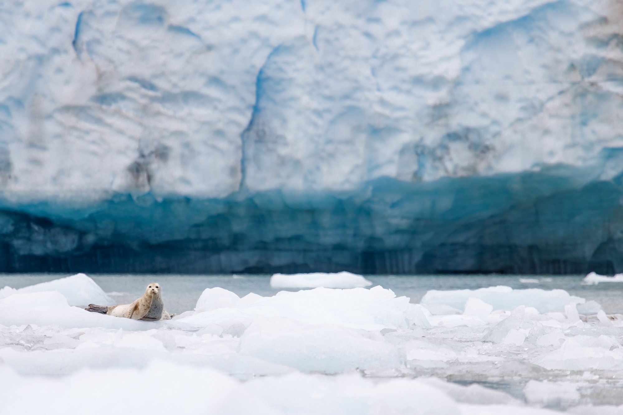 Seal-McBride-Glacier©NadeenFlynnPhotography-4002-.jpg