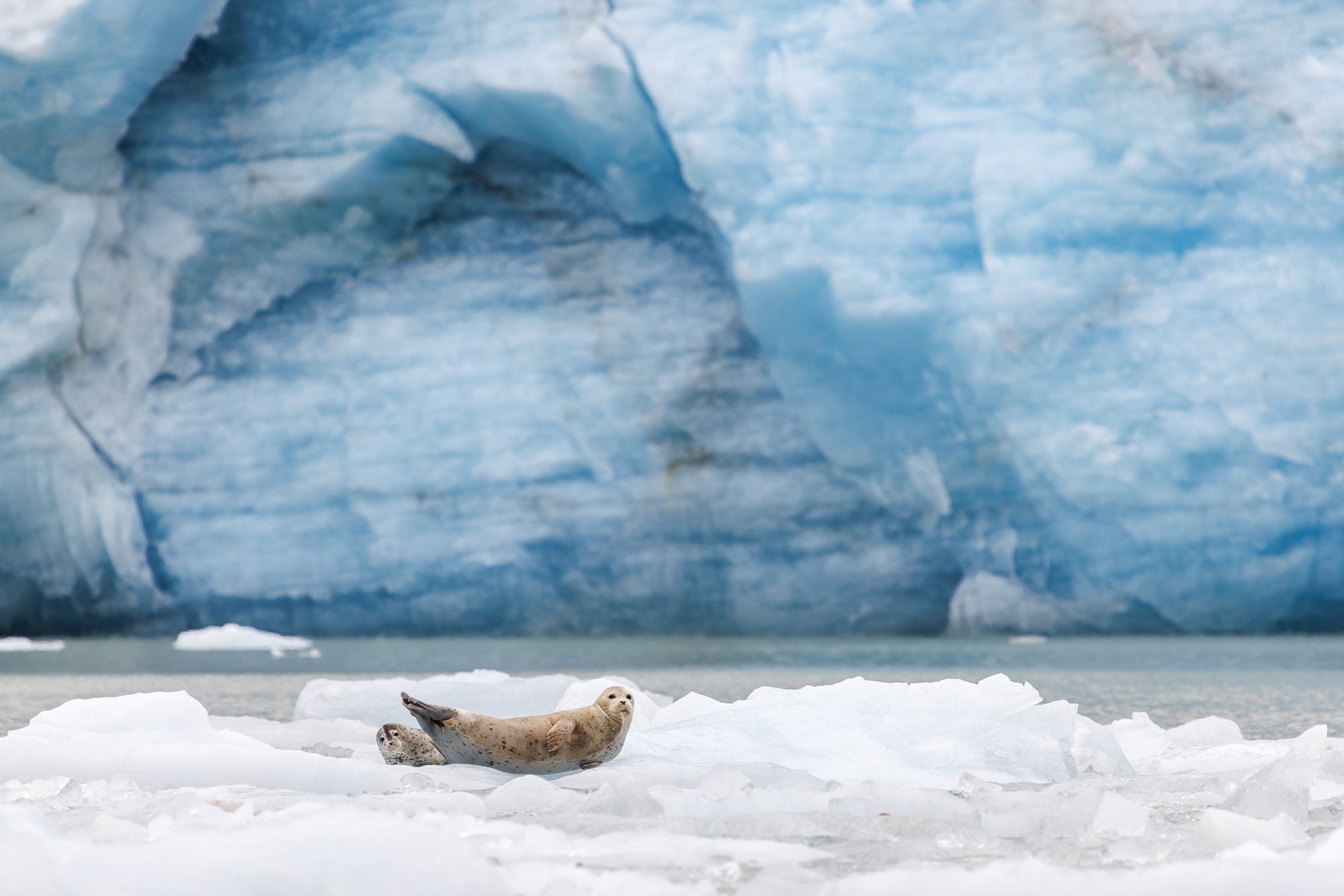 189-Seals-McBride-Glacier-©NadeenFlynnPhotography-4004-.jpg