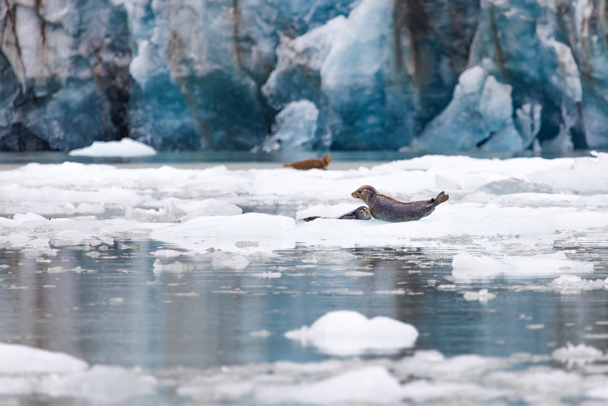seals-on-ice-©NadeenFlynnPhotography-3986-.jpg