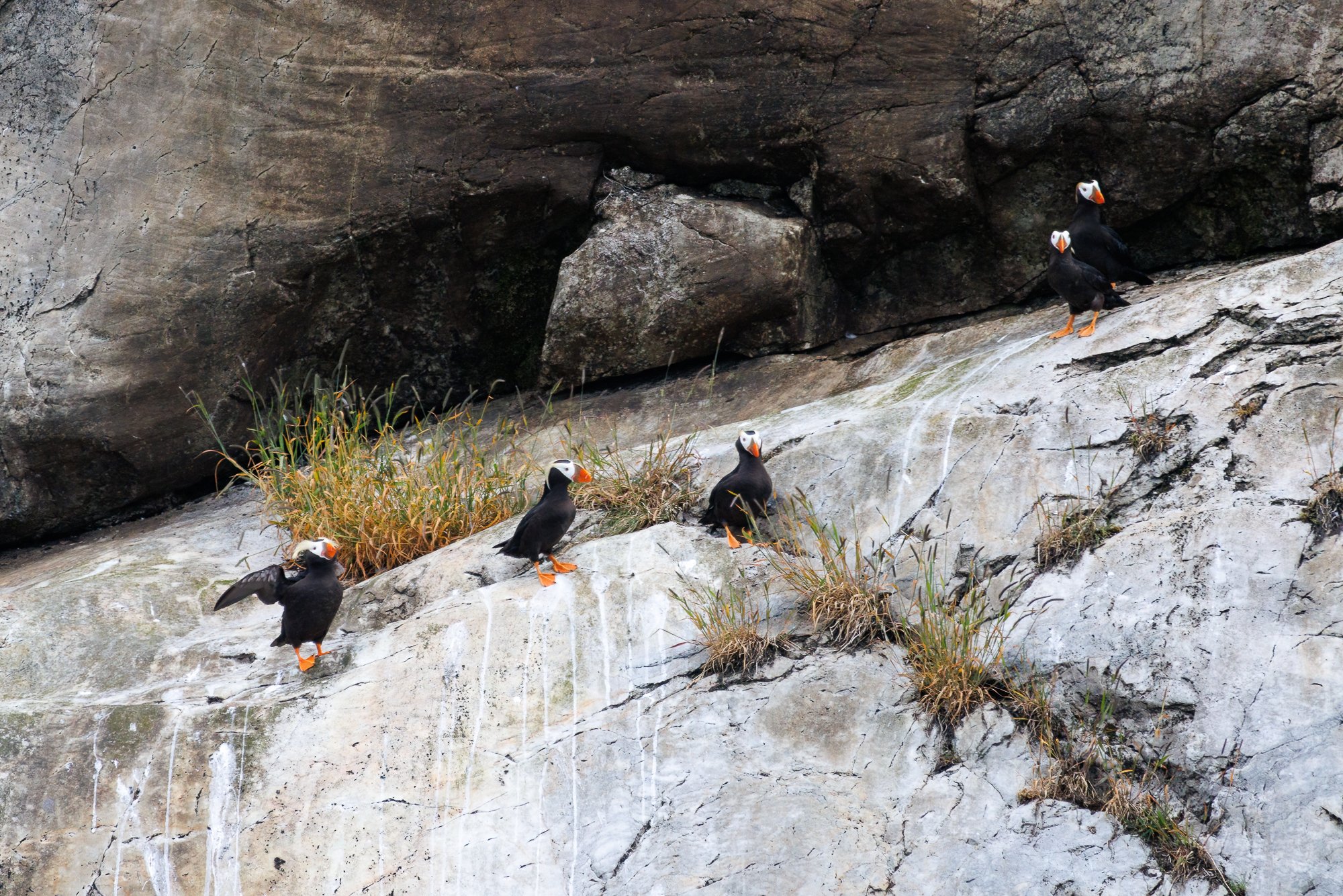 puffins-on-rock-©NadeenFlynnPhotography-3665-.jpg