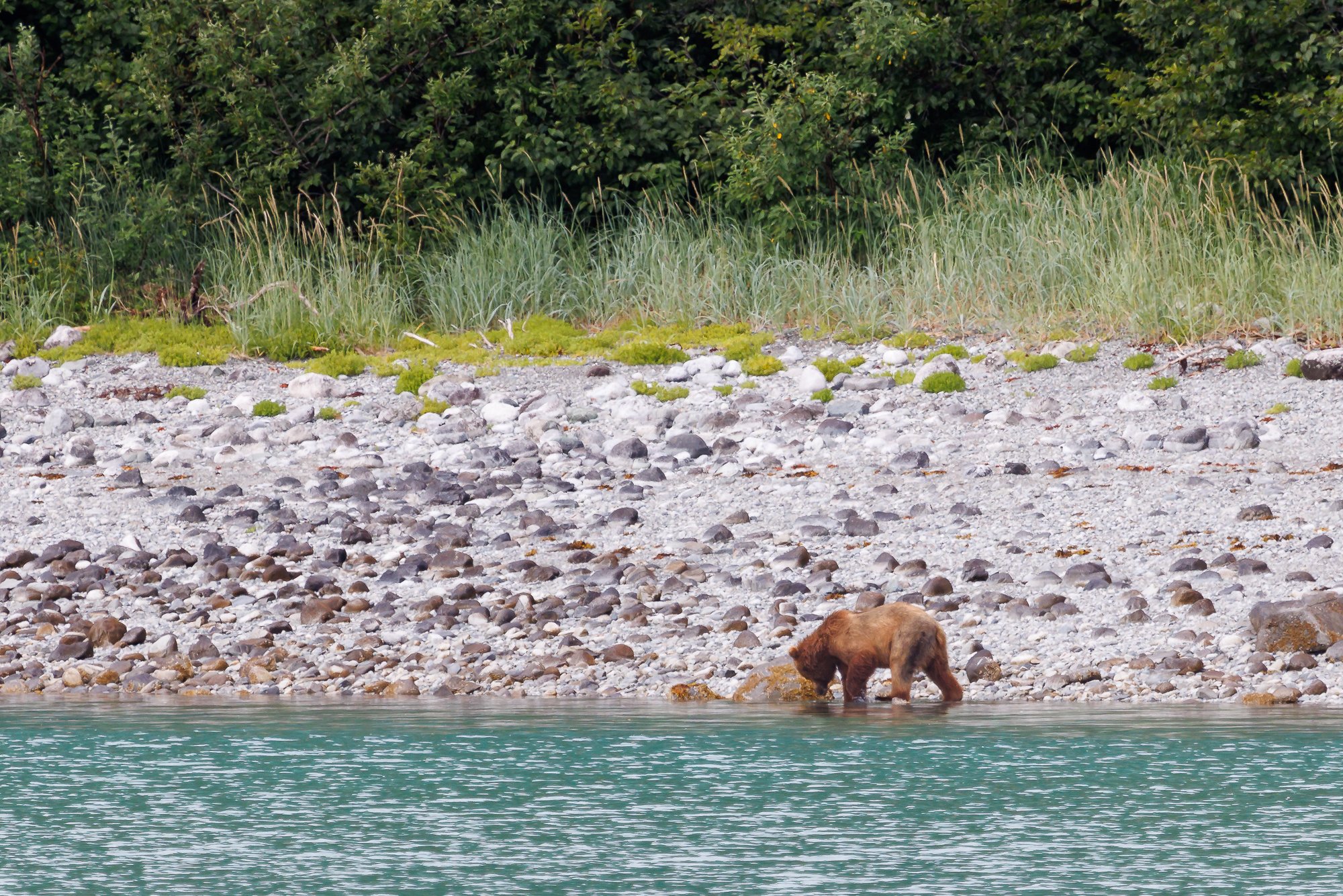 Brown-Bear-©NadeenFlynnPhotography-1.jpg