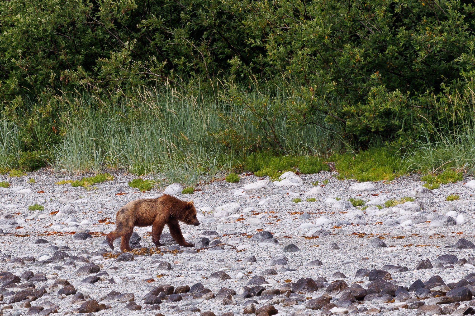 Brown-Bear-©NadeenFlynnPhotography-4.jpg