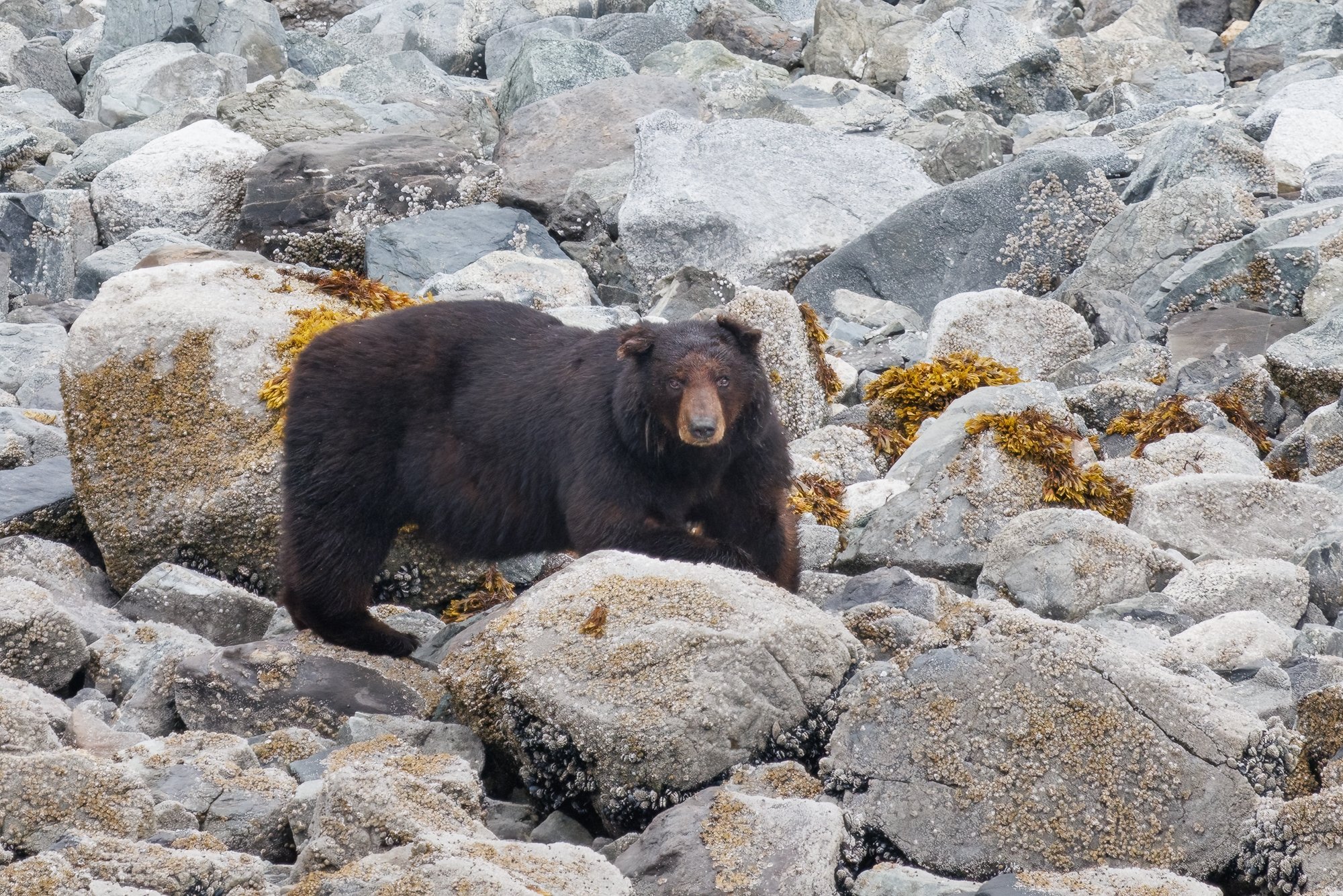 black-bear-©NadeenFlynnPhotograph-4411-.jpg