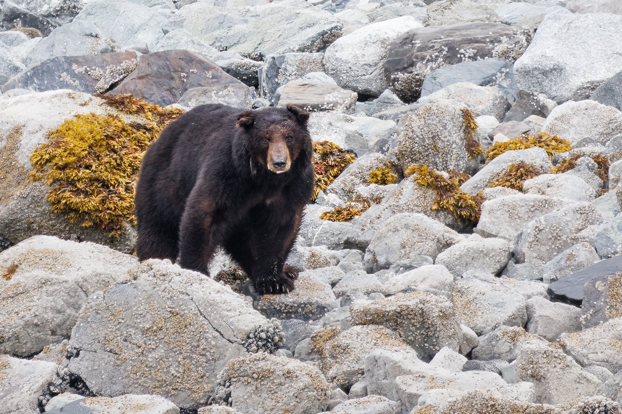 black-bear-©NadeenFlynnPhotograph-4422-.jpg