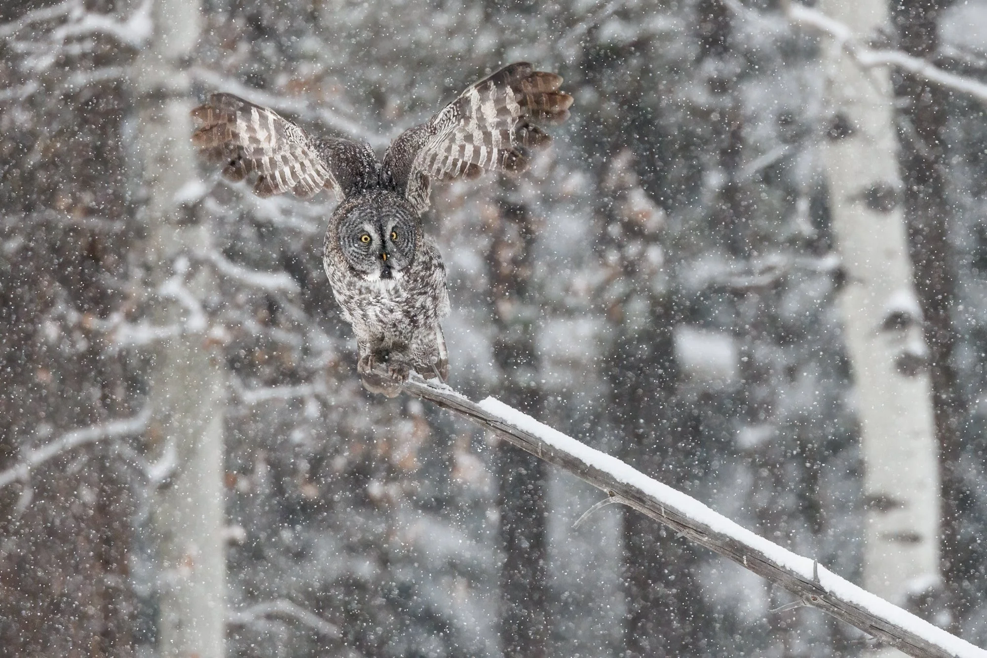 Owl-takeoff-©NadeenFlynnPhotography-9921-.jpg