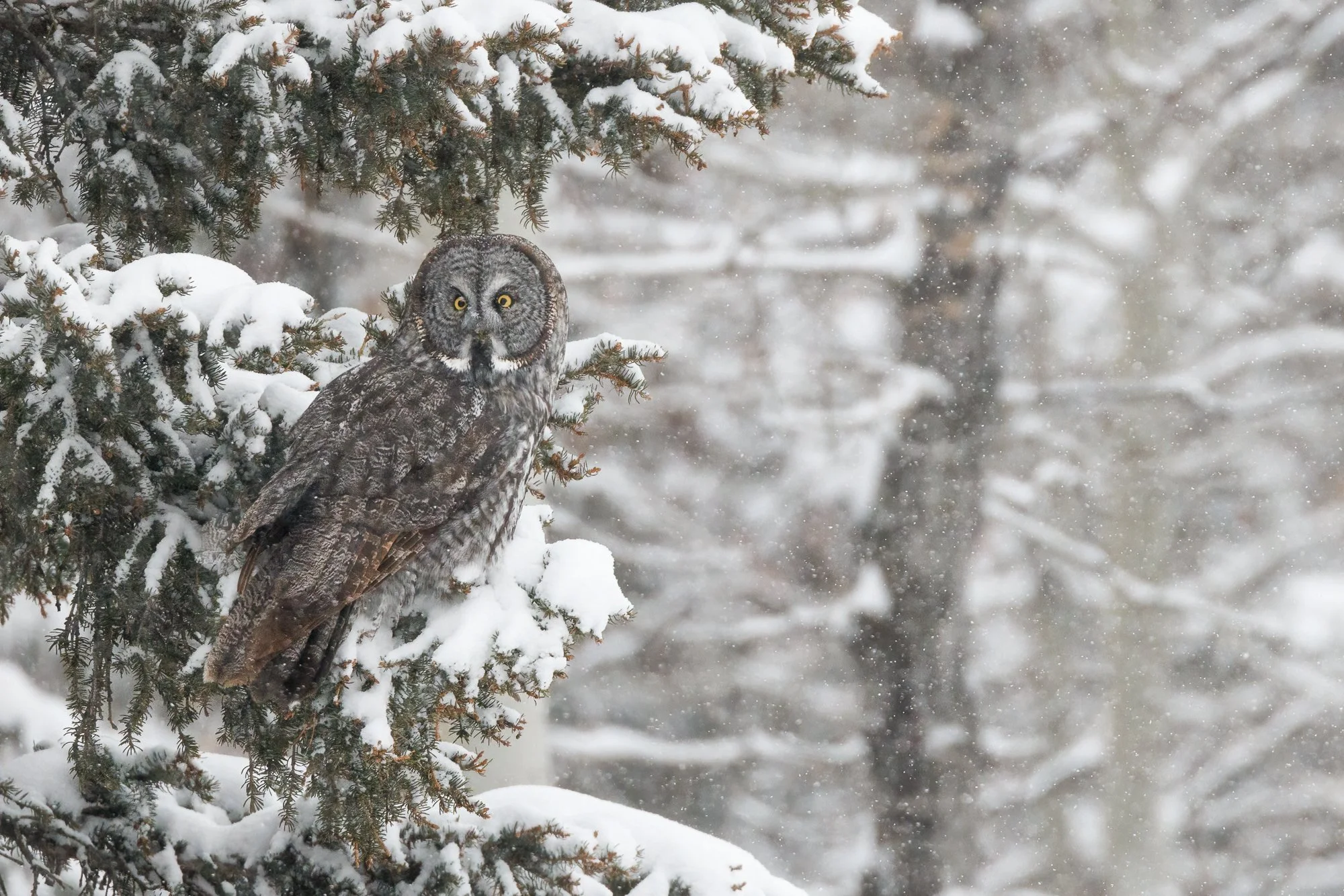 owl-tree-©NadeenFlynnPhotography-9968-.jpg