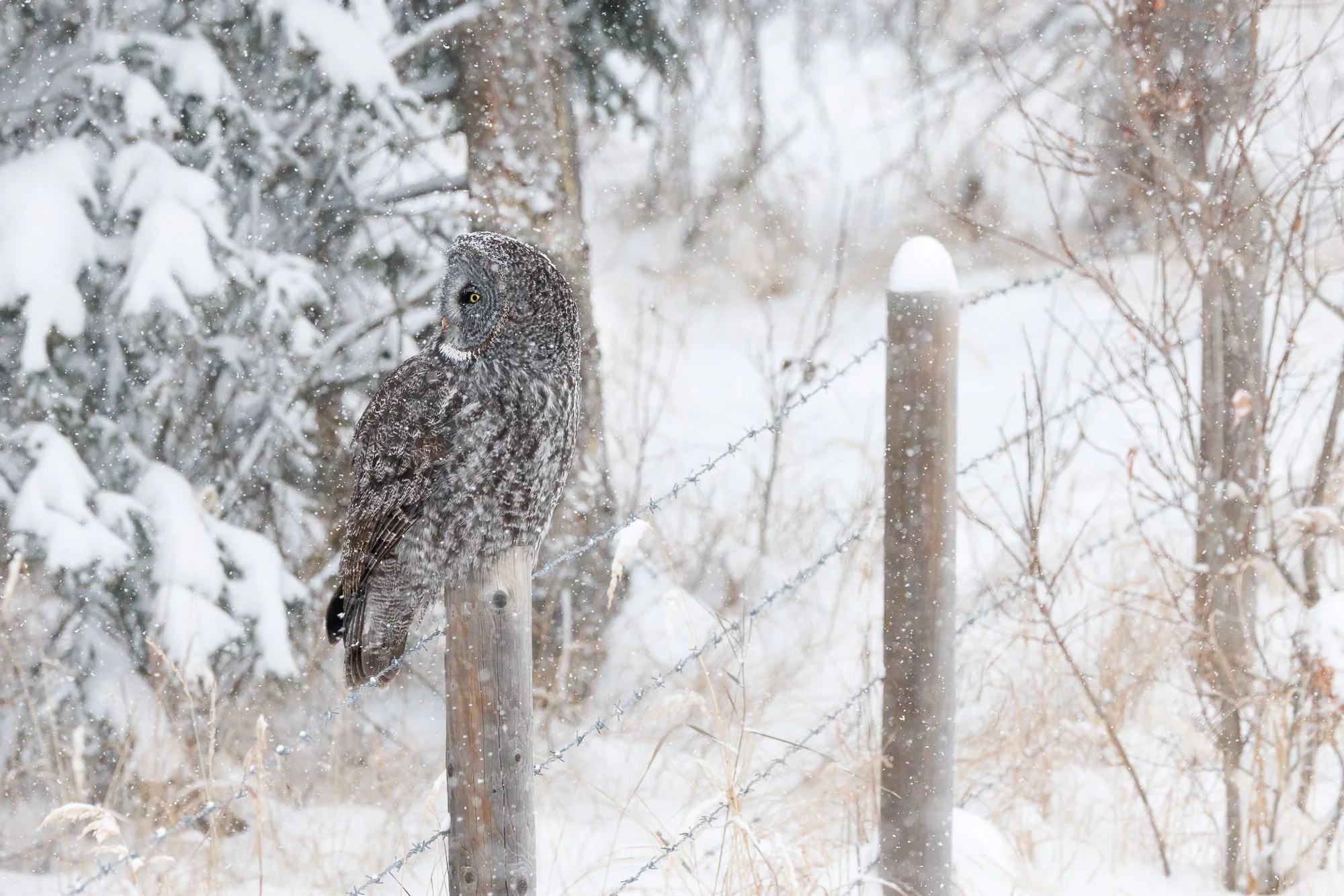 Owl-on-Post-crop©NadeenFlynnPhotography-0084-.jpg