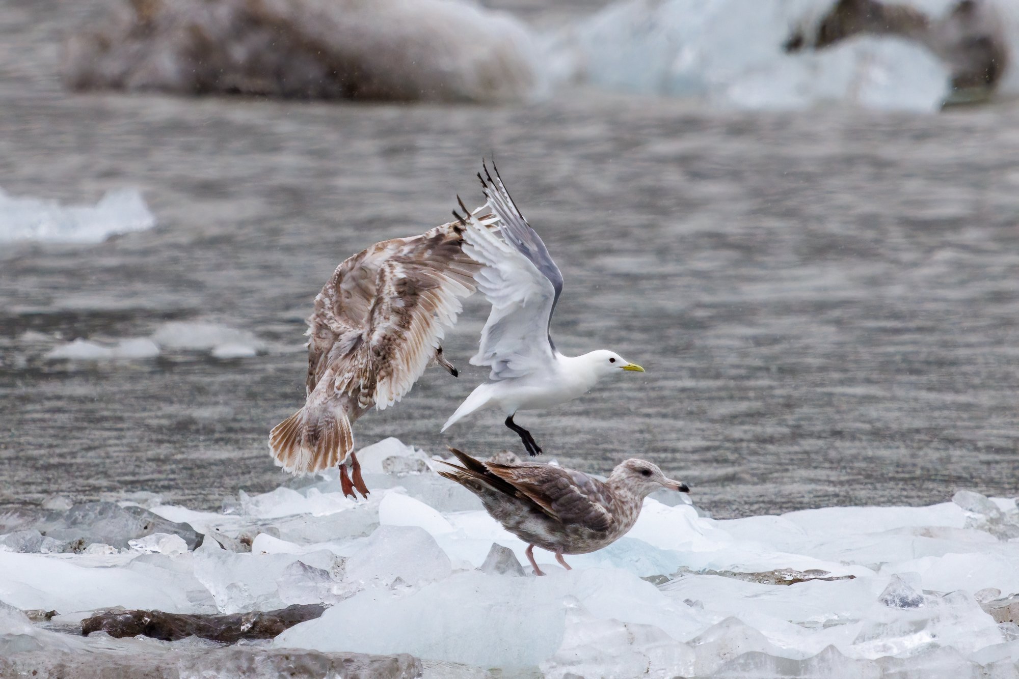gulls-on-iceburg-©NadeenFlynnPhotography-4741-.jpg