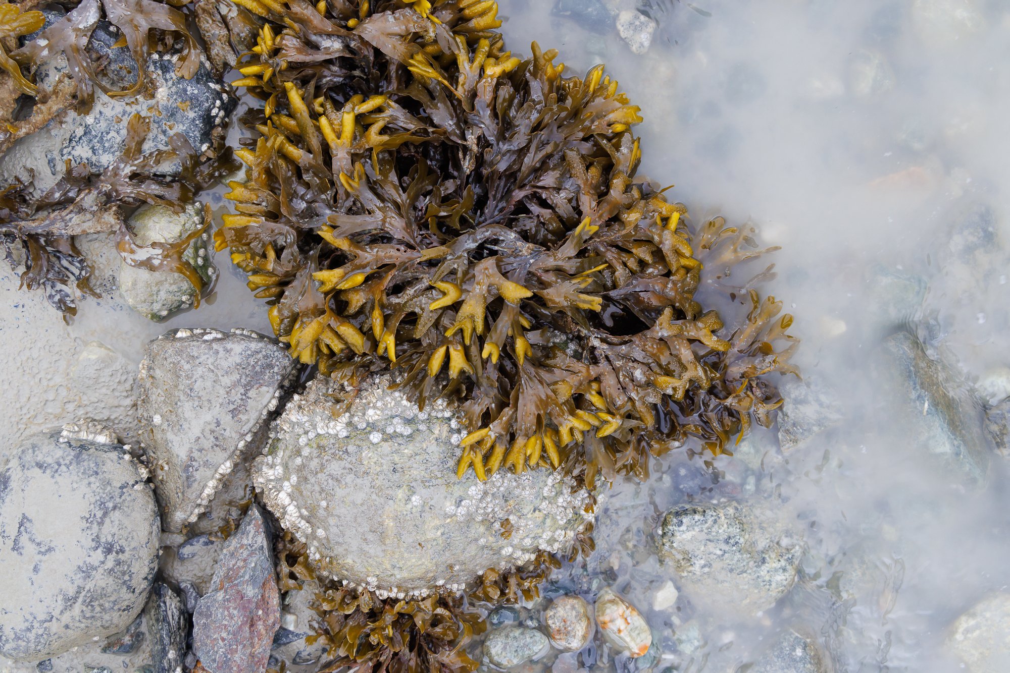 sea-weed-©NadeenFlynnPhotography-4886-4944.jpg