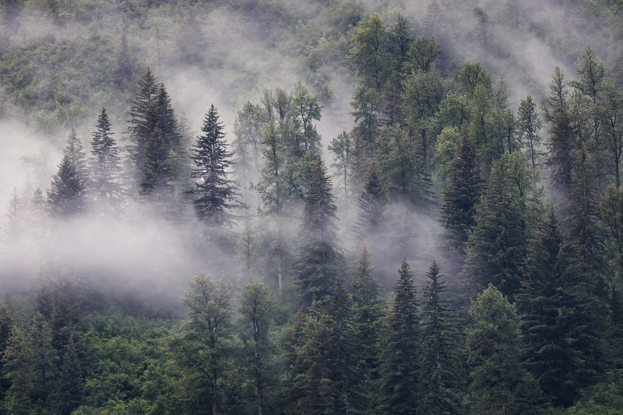 fog-forest-Tarr-inlet-©NadeenFlynnPhotograpy-5026-.jpg