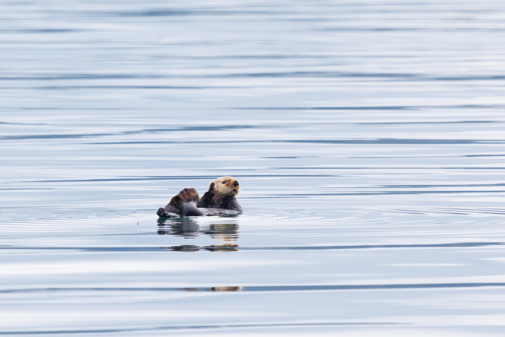 sea-otter-©NadeenFlynnPhotograpy-5162.jpg