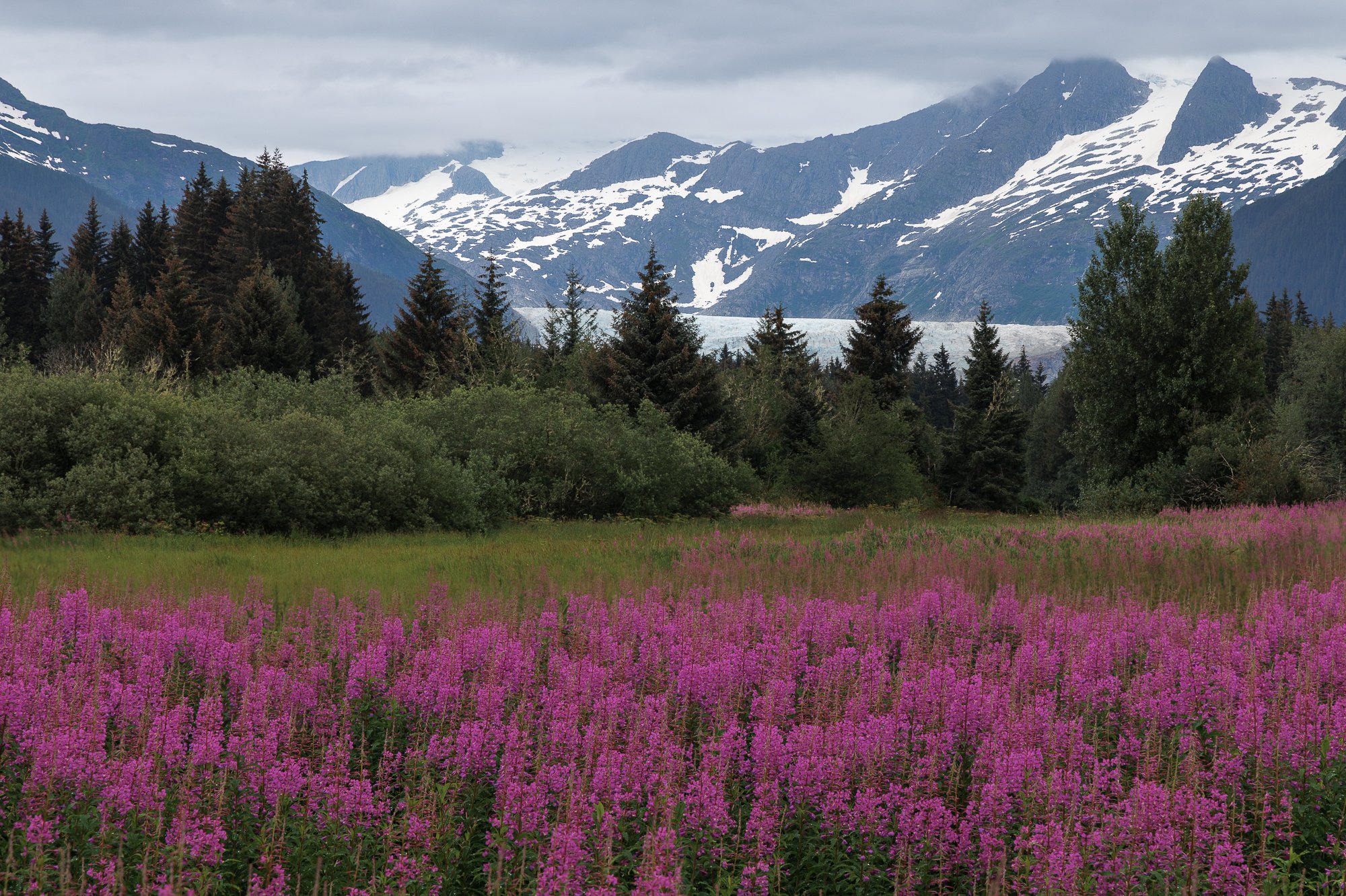 194-Fireweed-Mendenhal-©NadeenFlynnPhotography-5510-.jpg