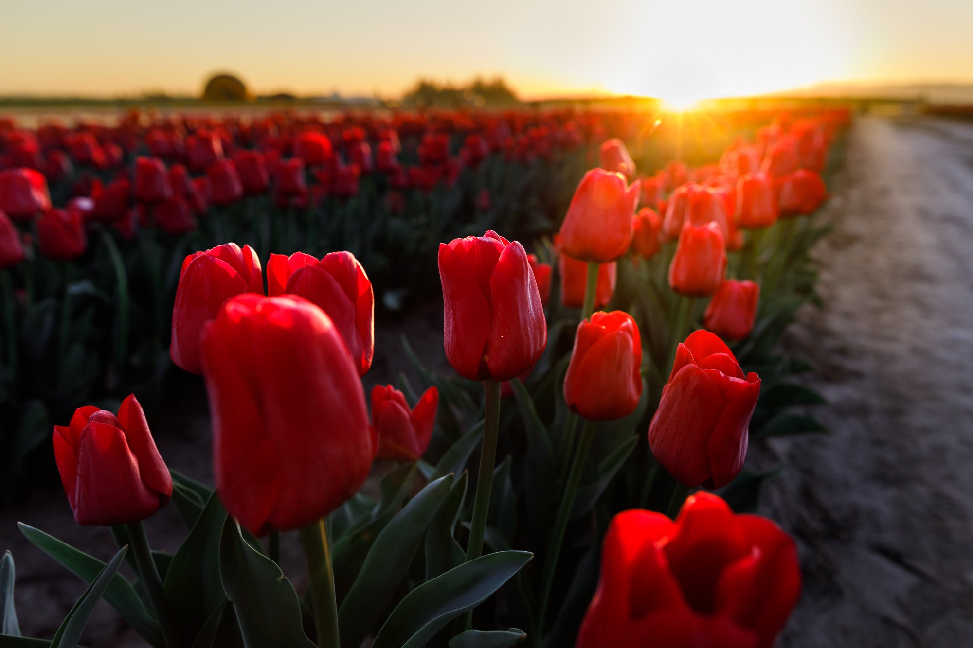 Tulips-©NadeenFlynnPhotography-2857.jpg