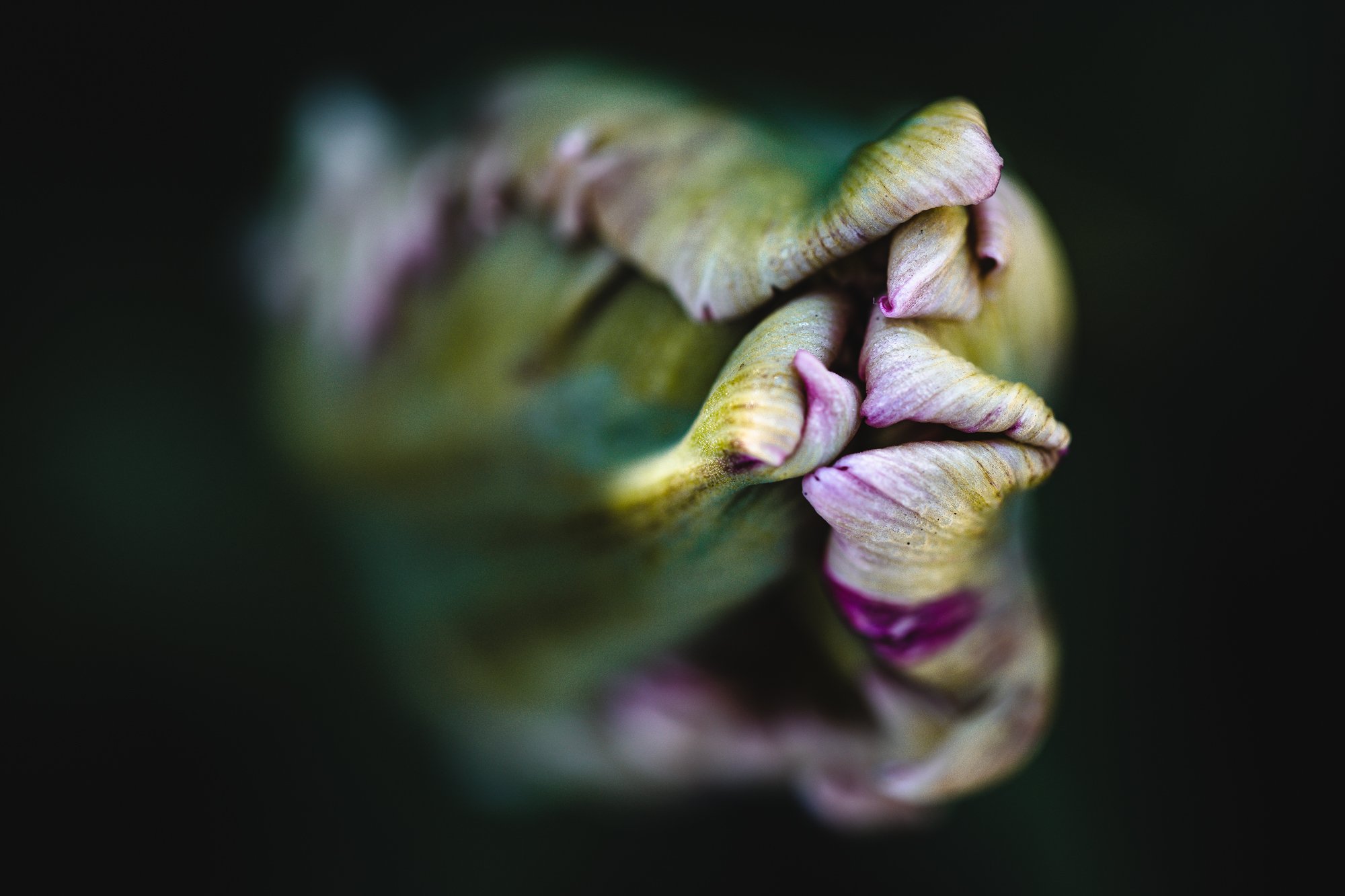 Tulips-©NadeenFlynnPhotography-2938.jpg