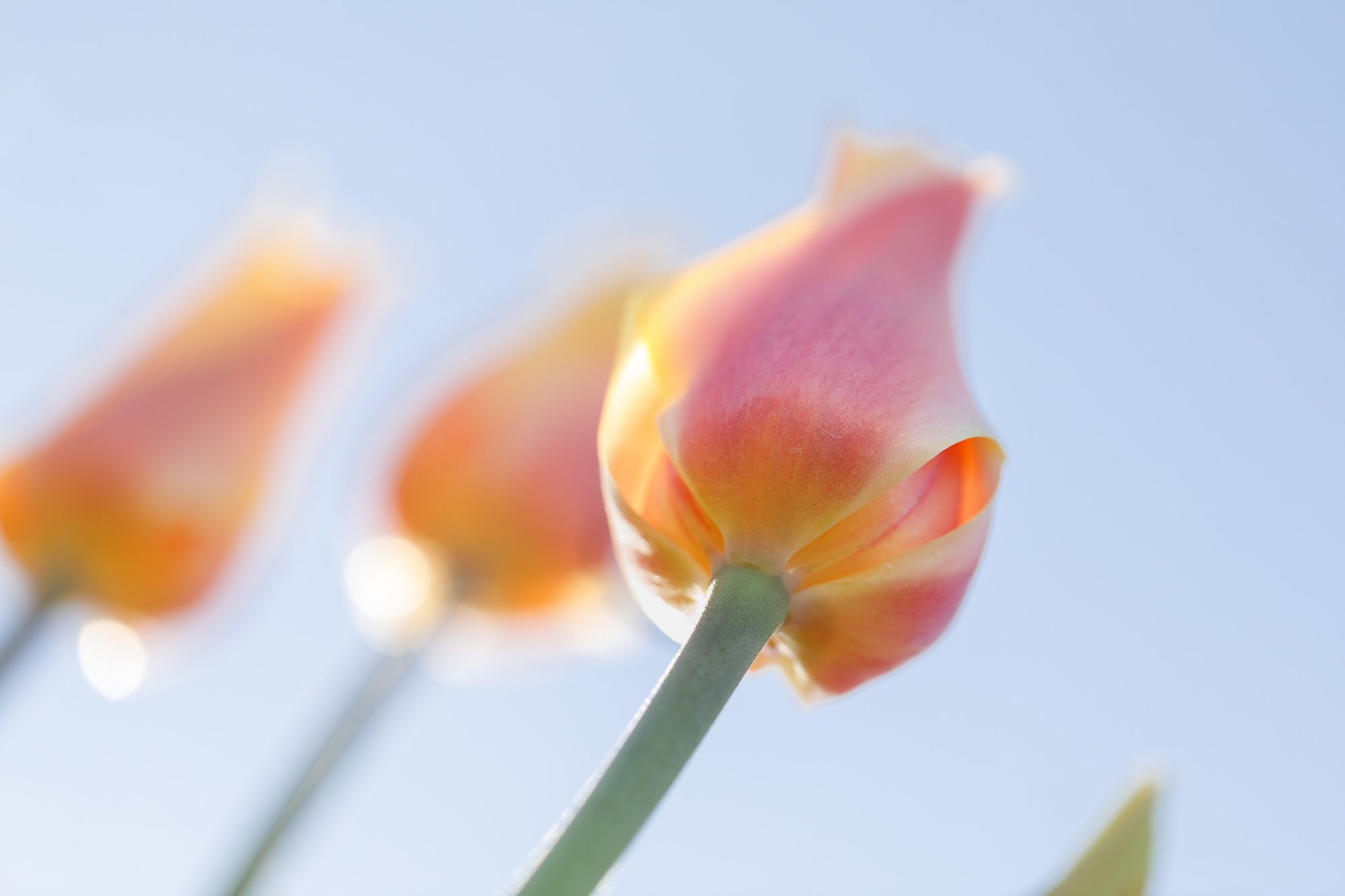 Tulips-©NadeenFlynnPhotography-3164.jpg
