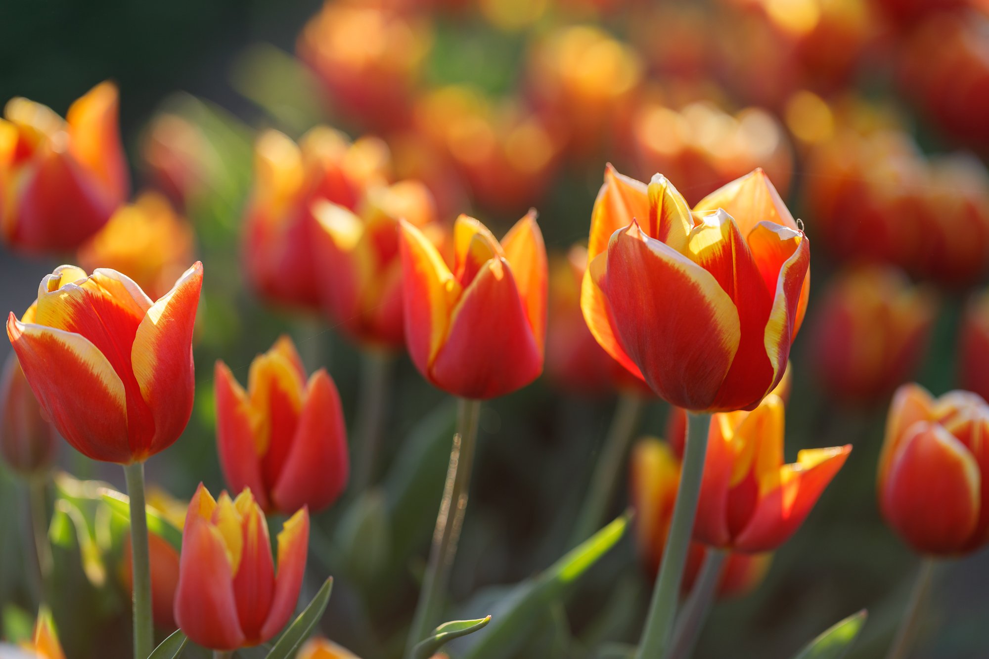 Tulips-©NadeenFlynnPhotography-3095.jpg