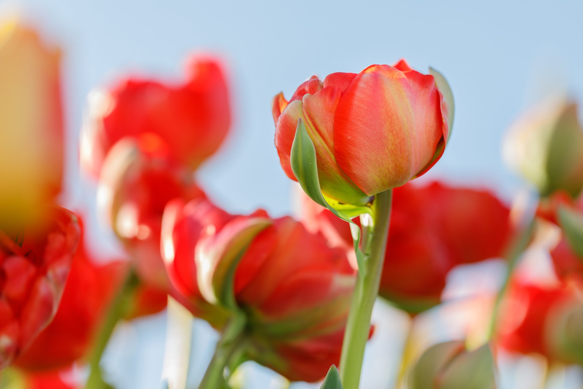 Tulips-©NadeenFlynnPhotography-3162.jpg