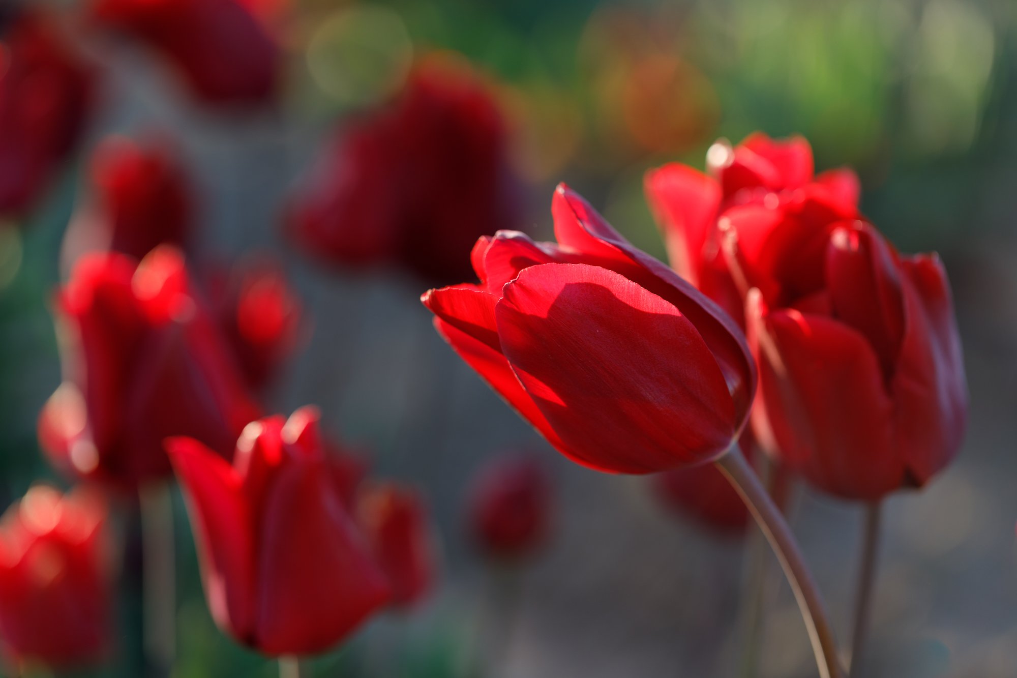Tulips-©NadeenFlynnPhotography-3103.jpg