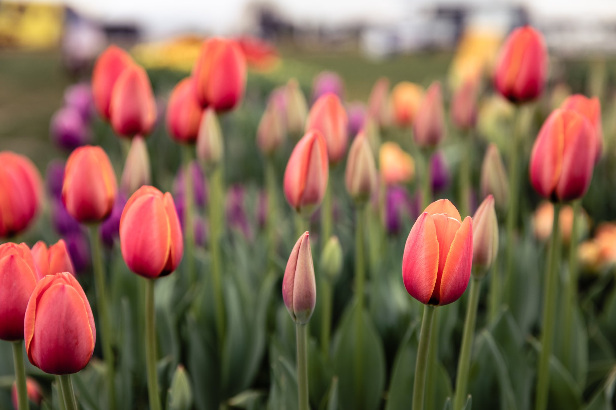 tulip-farm-©NadeenFlynnPhotography-6029.jpg
