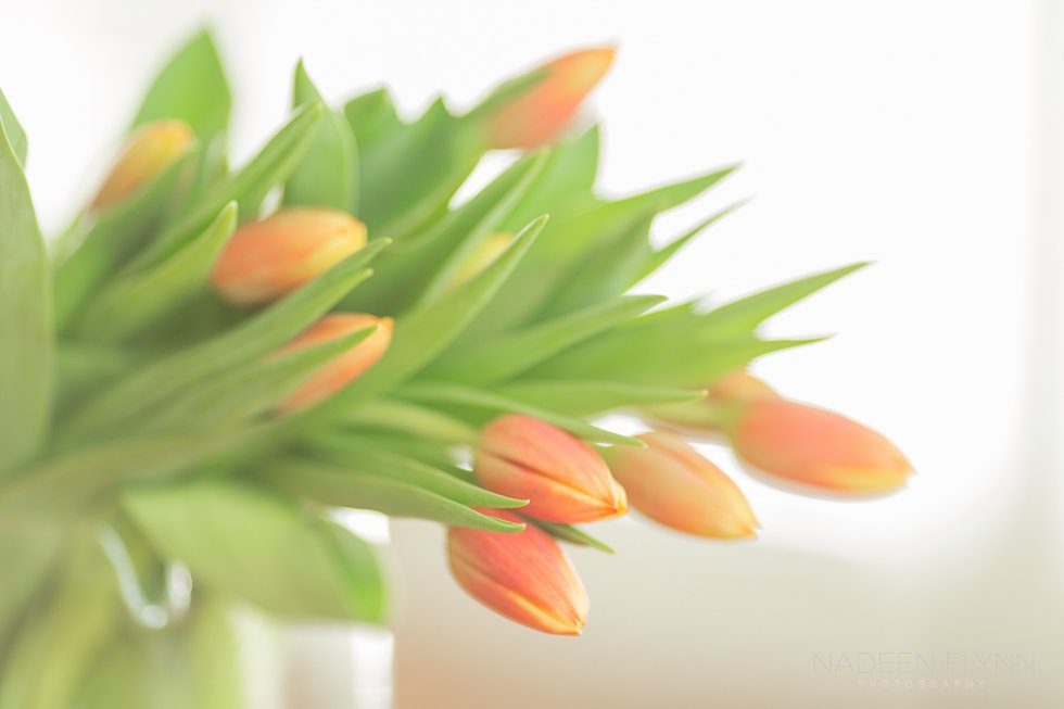 nadeen_flynn_Springtime_Coral_Tulips.jpg
