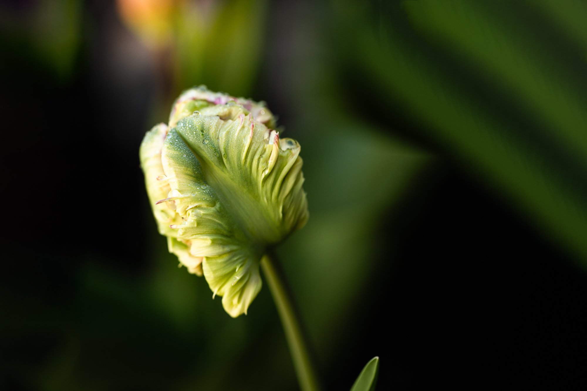 green-tulip-©NadeenFlynnPhotography-9357-.jpg