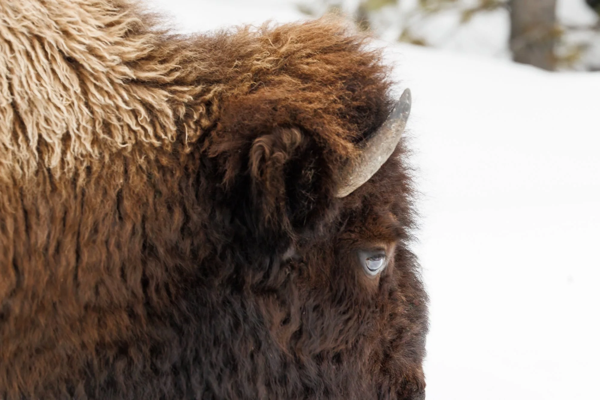bison-profile-upclose-©NadeenFlynnPhotography-2059-.jpg