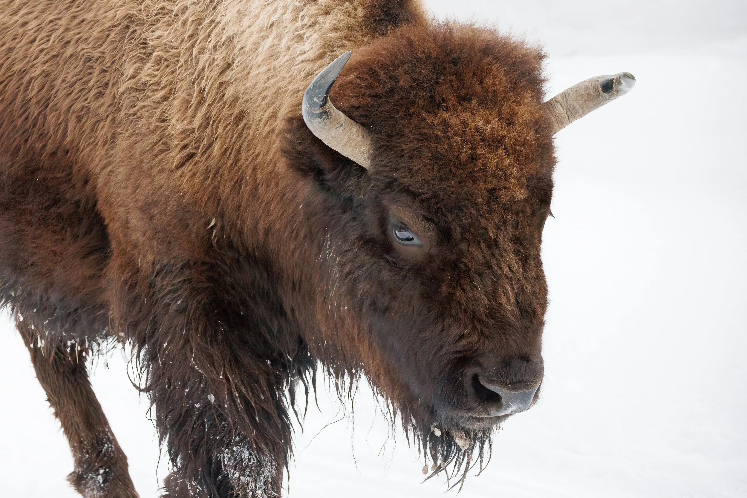 bison-upclose-@Nadeen-Flynn-Photography-2035-.jpg