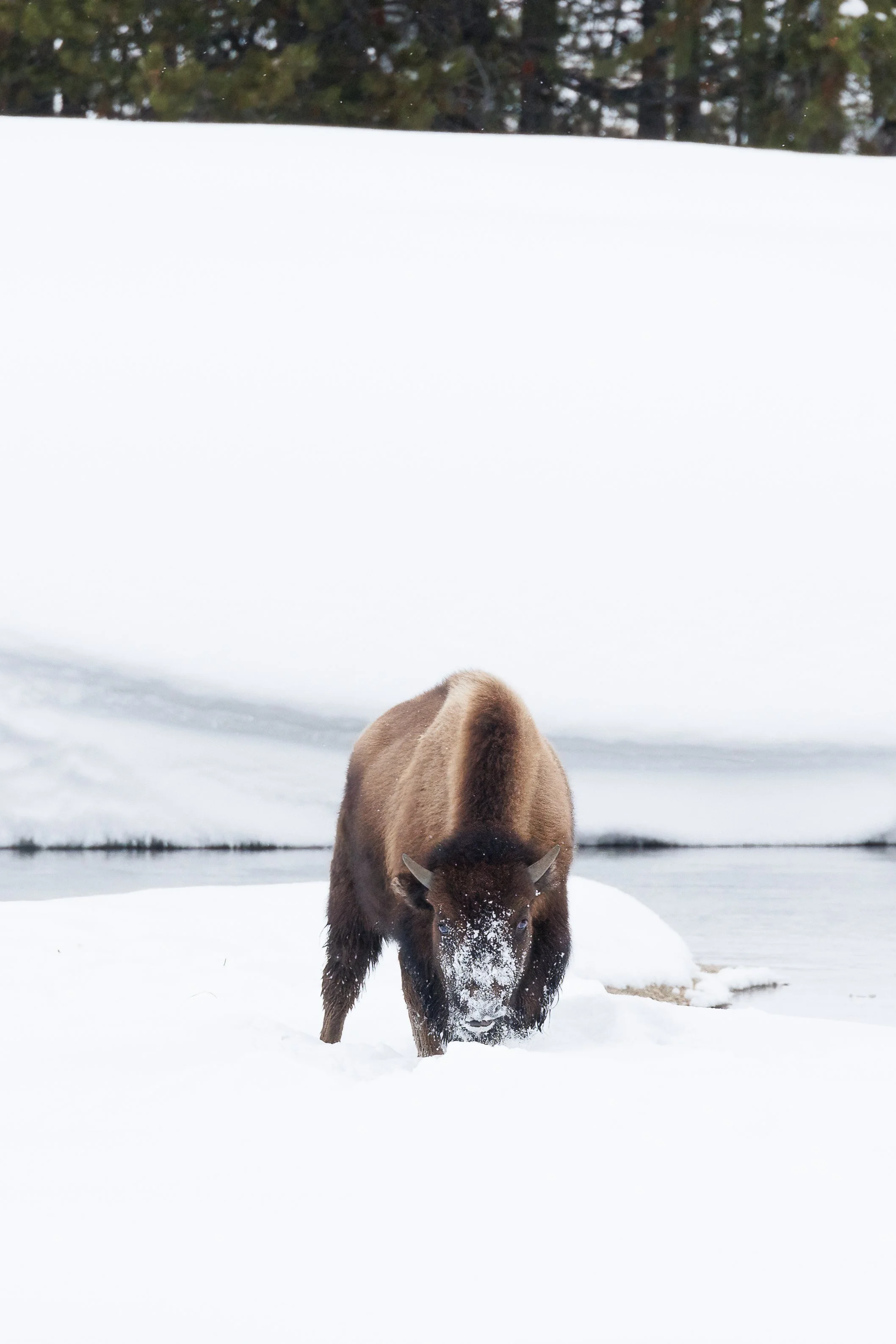 frosty-bison-@Nadeen-Flynn-Photography-2020-.jpg