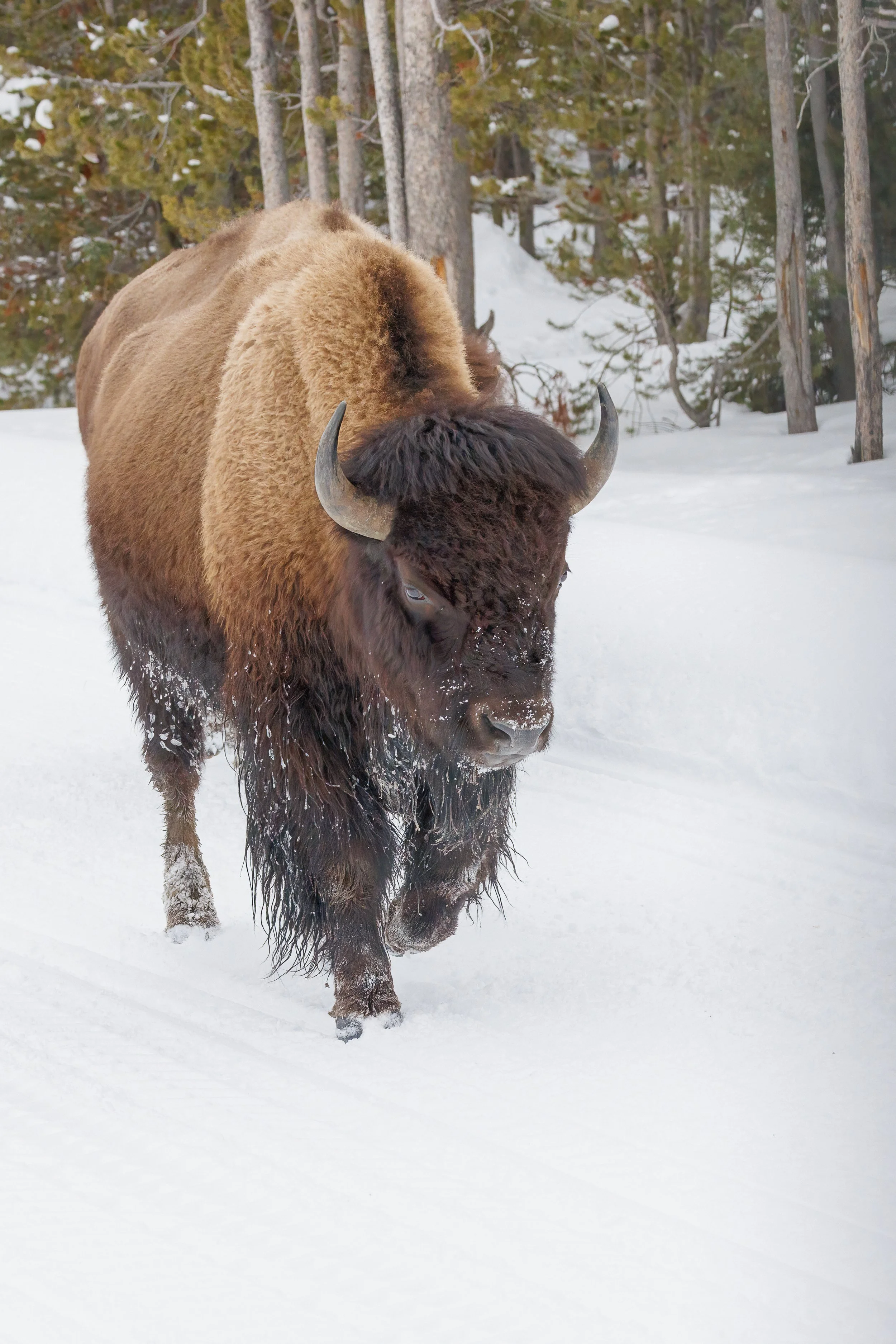 bison-walking-@Nadeen-Flynn-Photography-2039-.jpg