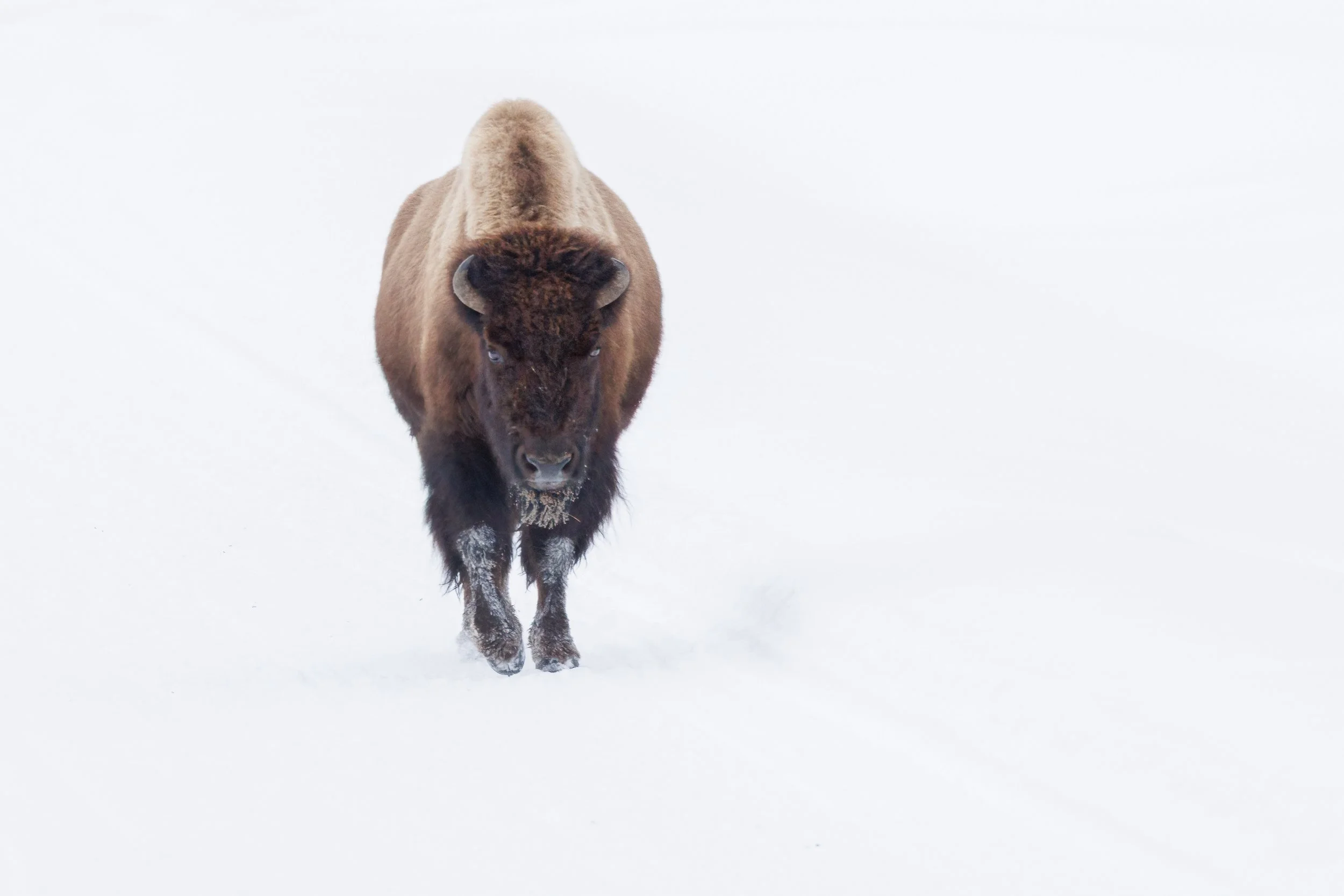 lone-bison-on-road-@Nadeen-Flynn-Photography-2052-.jpg