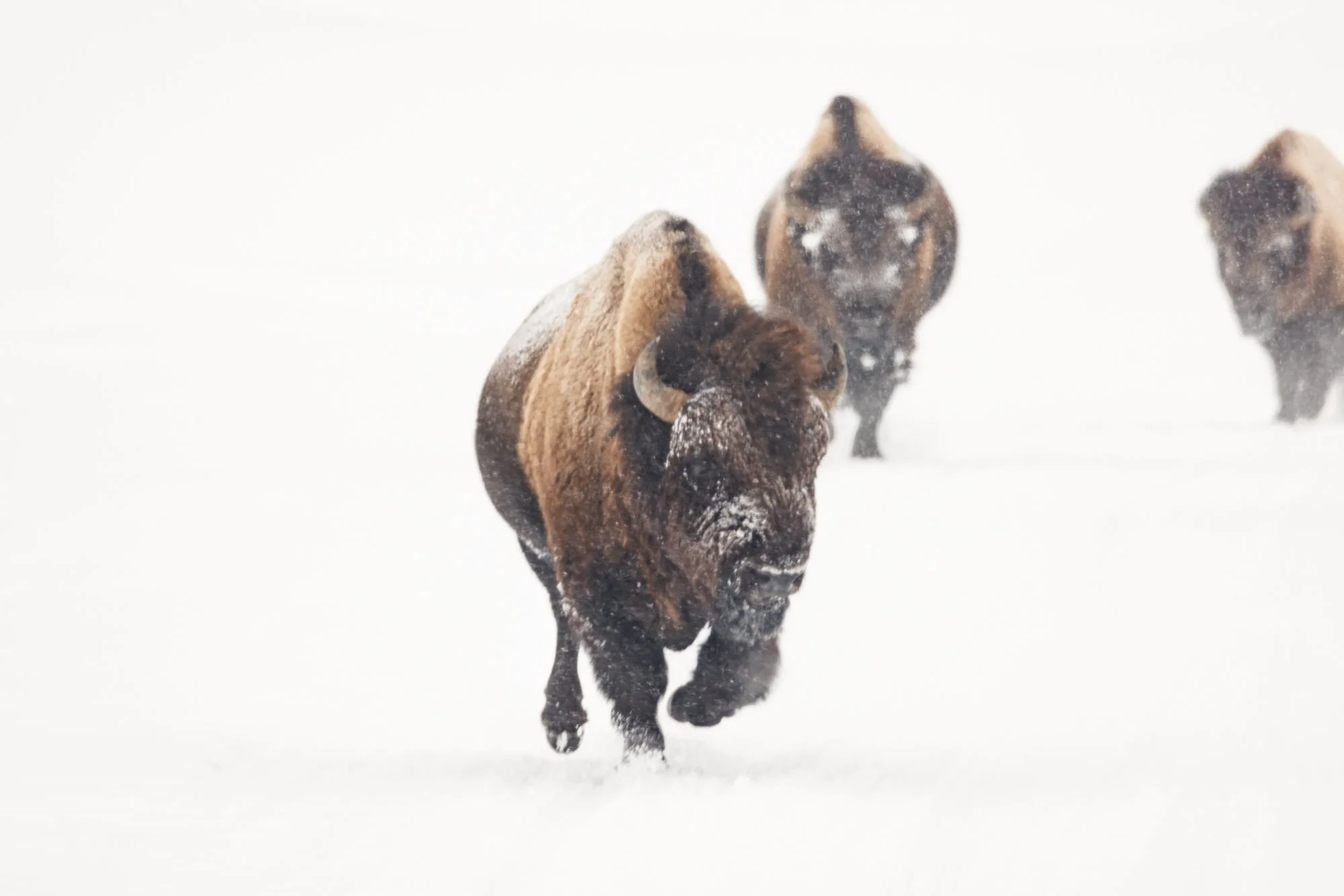 bison-resized-©NadeenFlynnPhotography-2899-.jpg