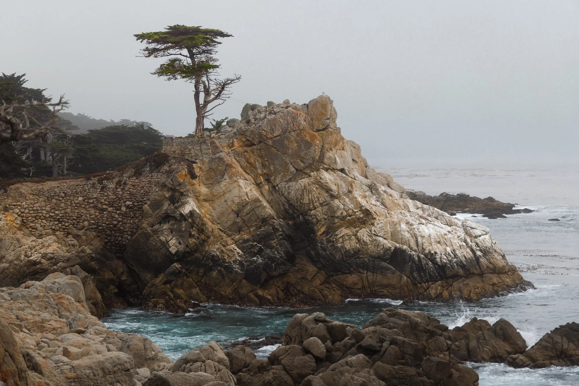 lone-cypress-©NadeenFlynnPhotography-5852.jpg