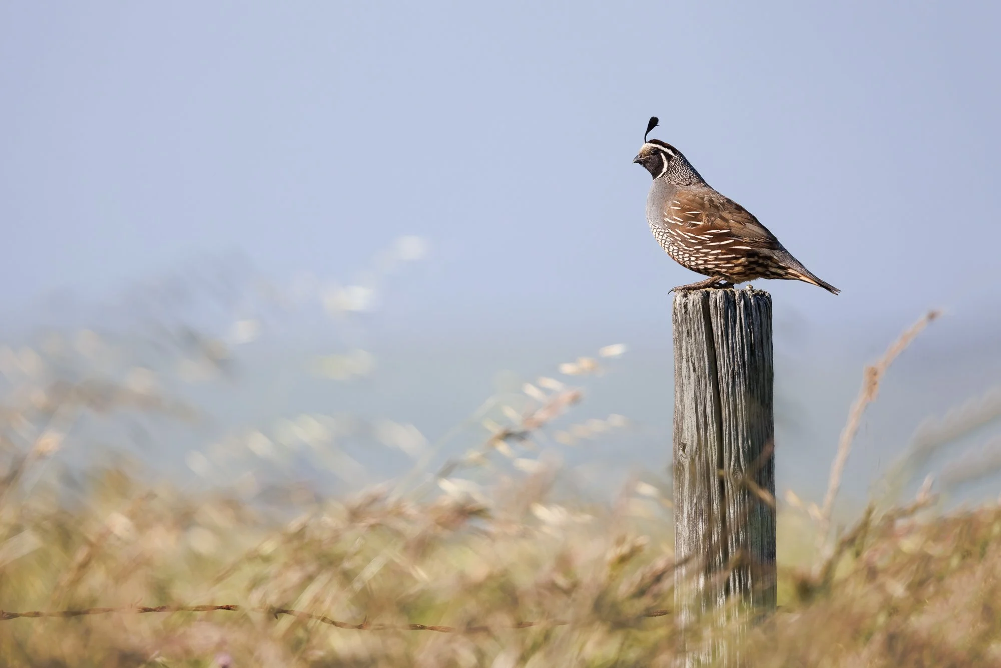 CA-quail-on-post-©NadeenFlynnPhotography-8658-.jpg