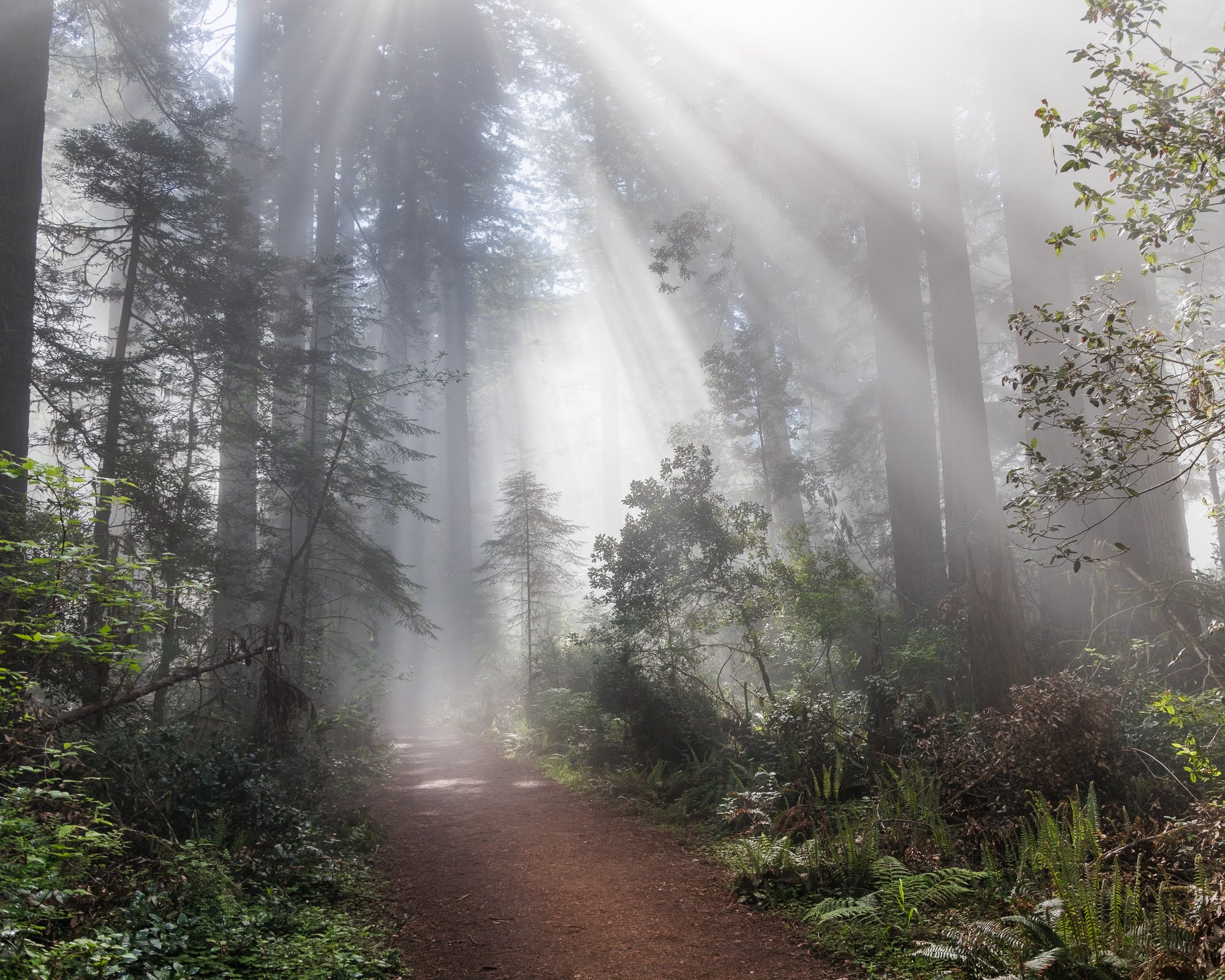 forest-path-redwoods-©NadeenFlynnPhotography-8312-.jpg