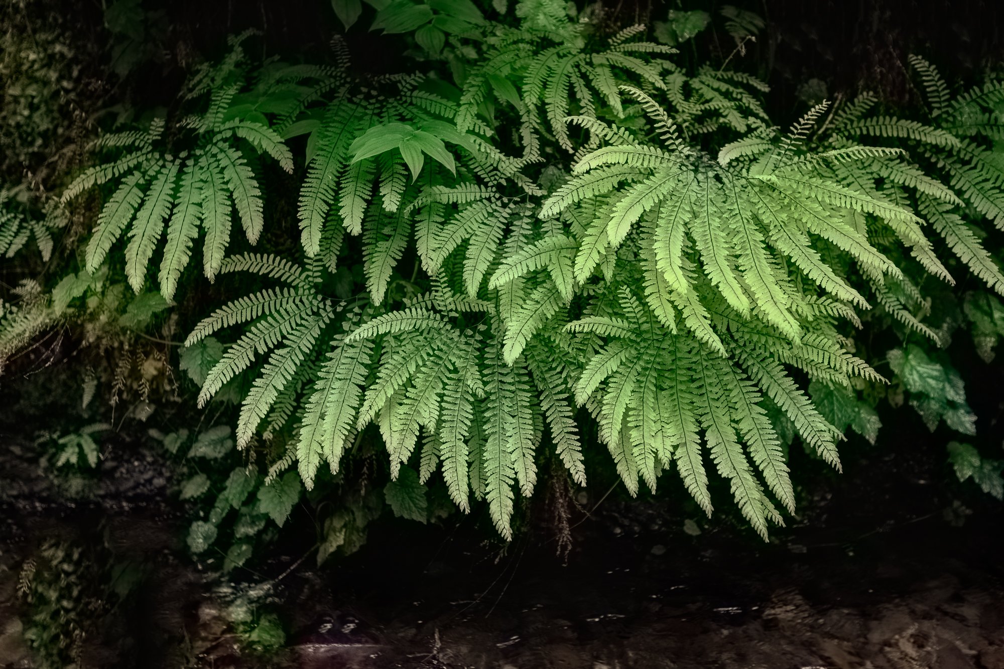 cluster-of-ferns-redwoods-©NadeenFlynnPhotography-0307-.jpg