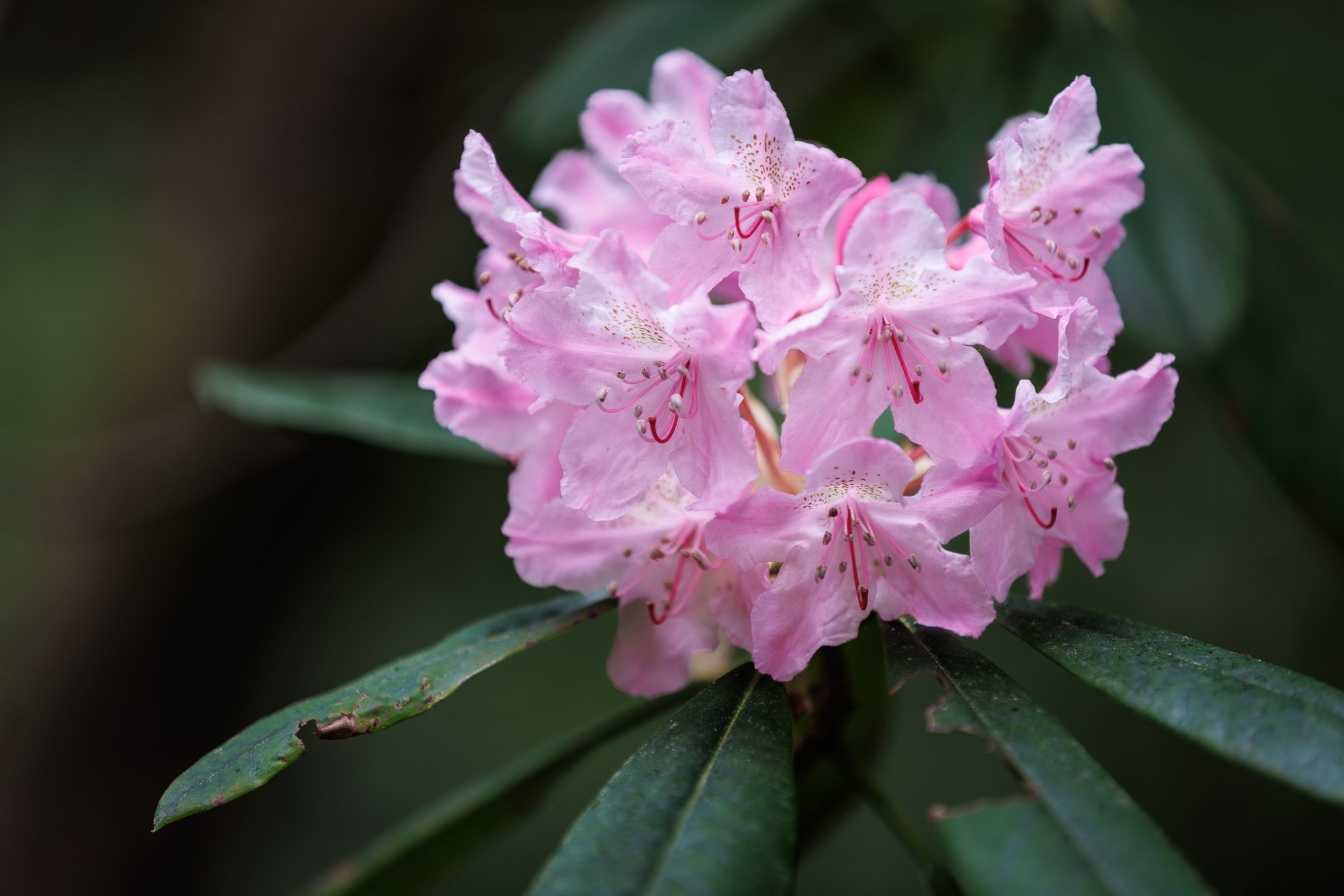 rhododendron-redwoods-©NadeenFlynnPhotography-8426.jpg