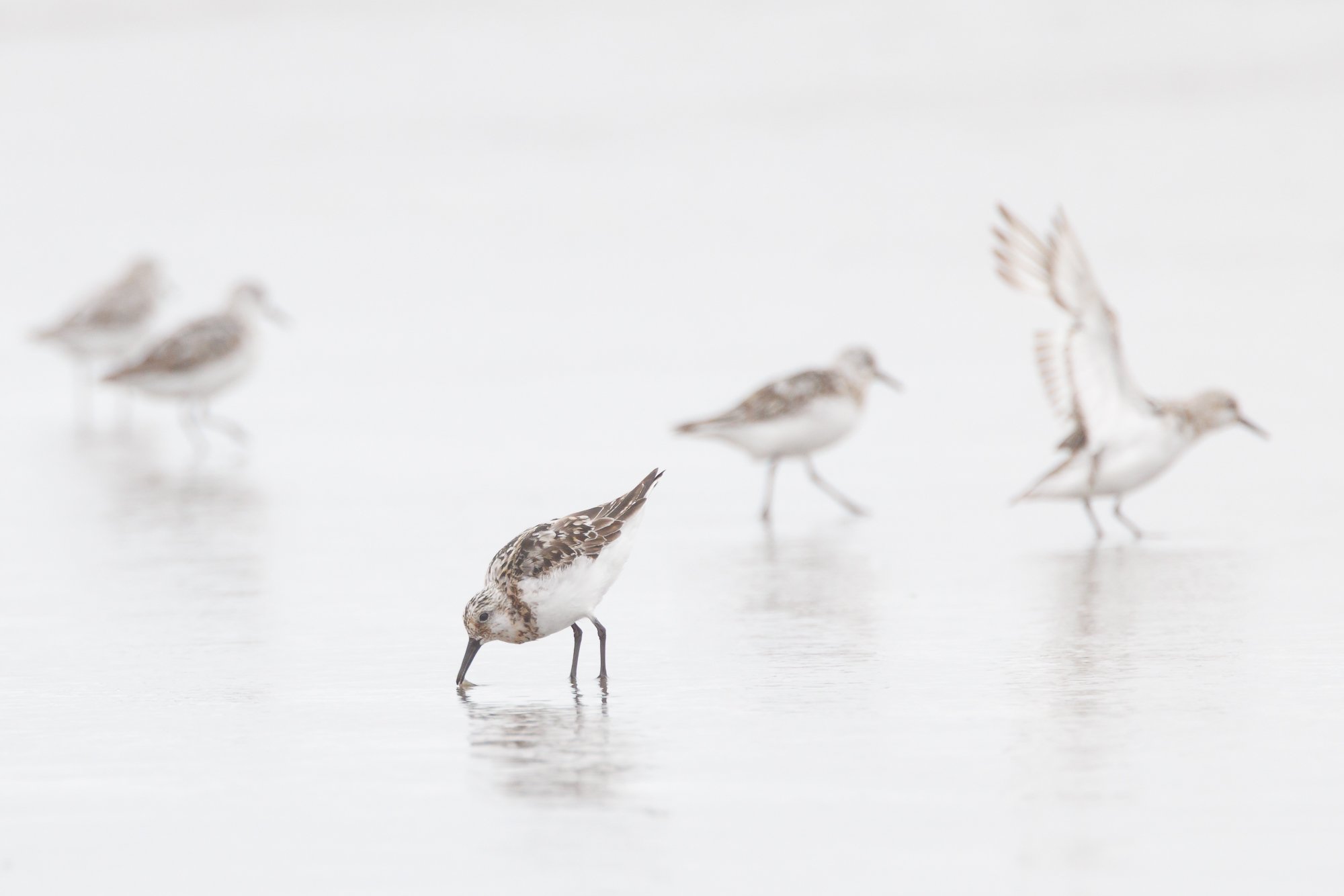 sanderling-©NadeenFlynnPhotography-9892.jpg