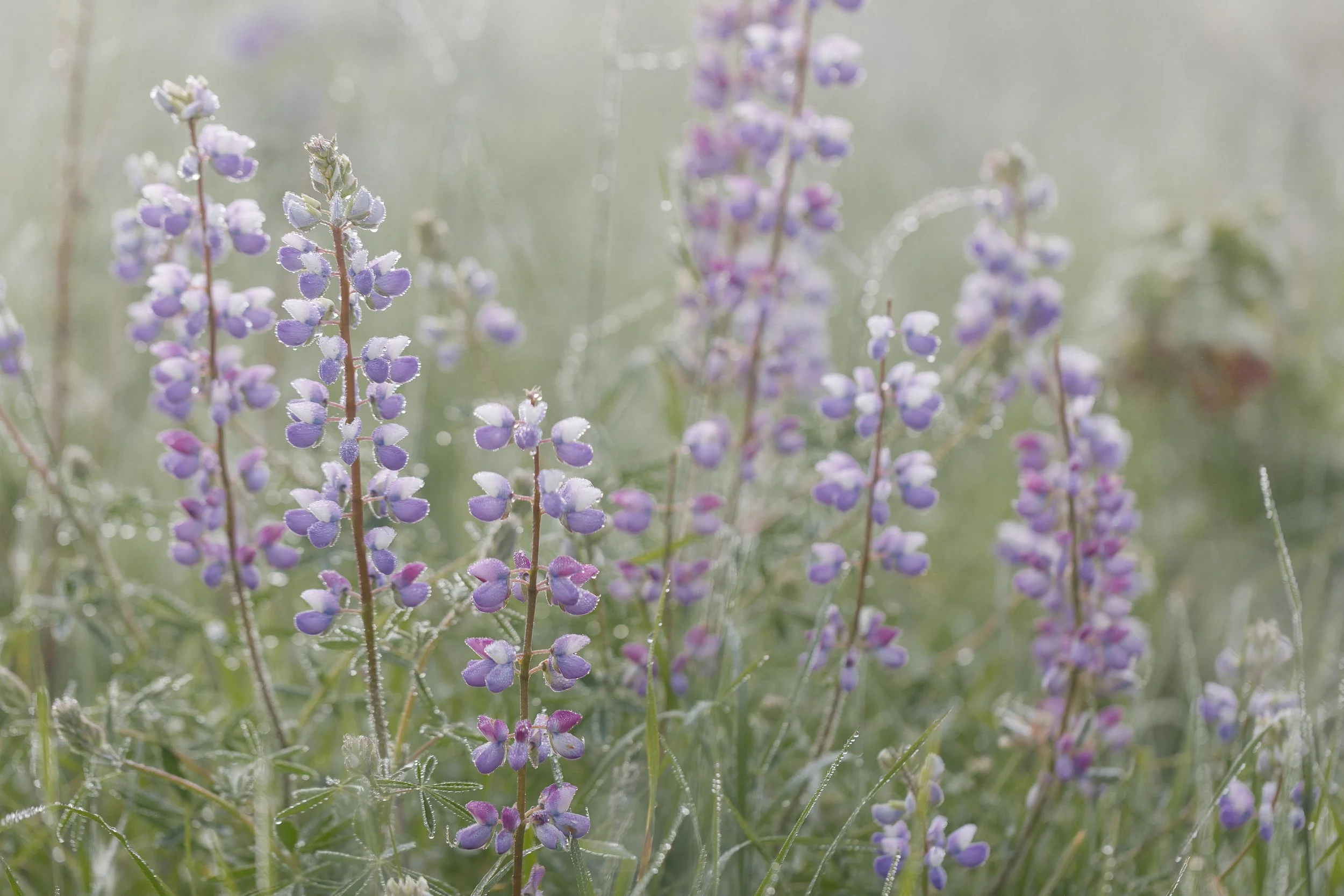 lupines-©NadeenFlynnPhotography-0262.jpg