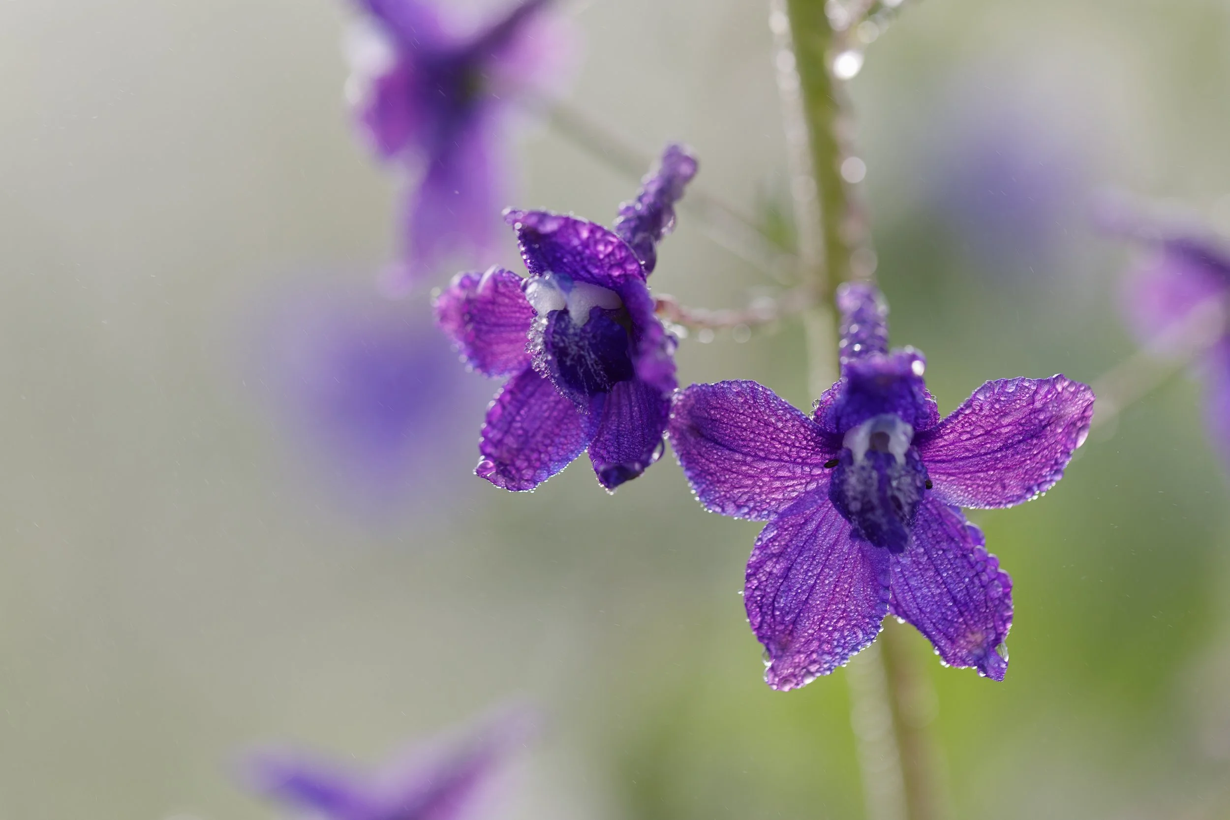 delphiniums-©NadeenFlynnPhotography-0251.jpg