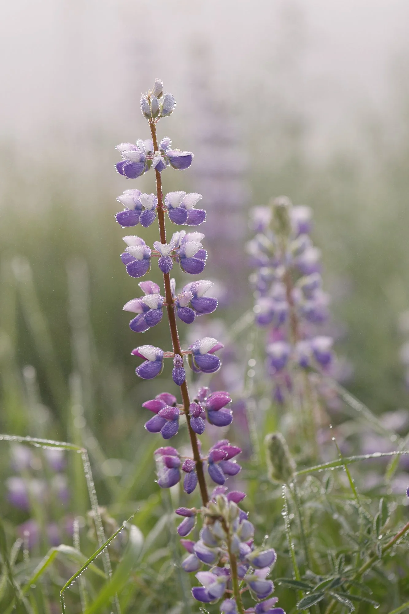 lupine-dew-redwoods-©NadeenFlynnPhotography-0246.jpg