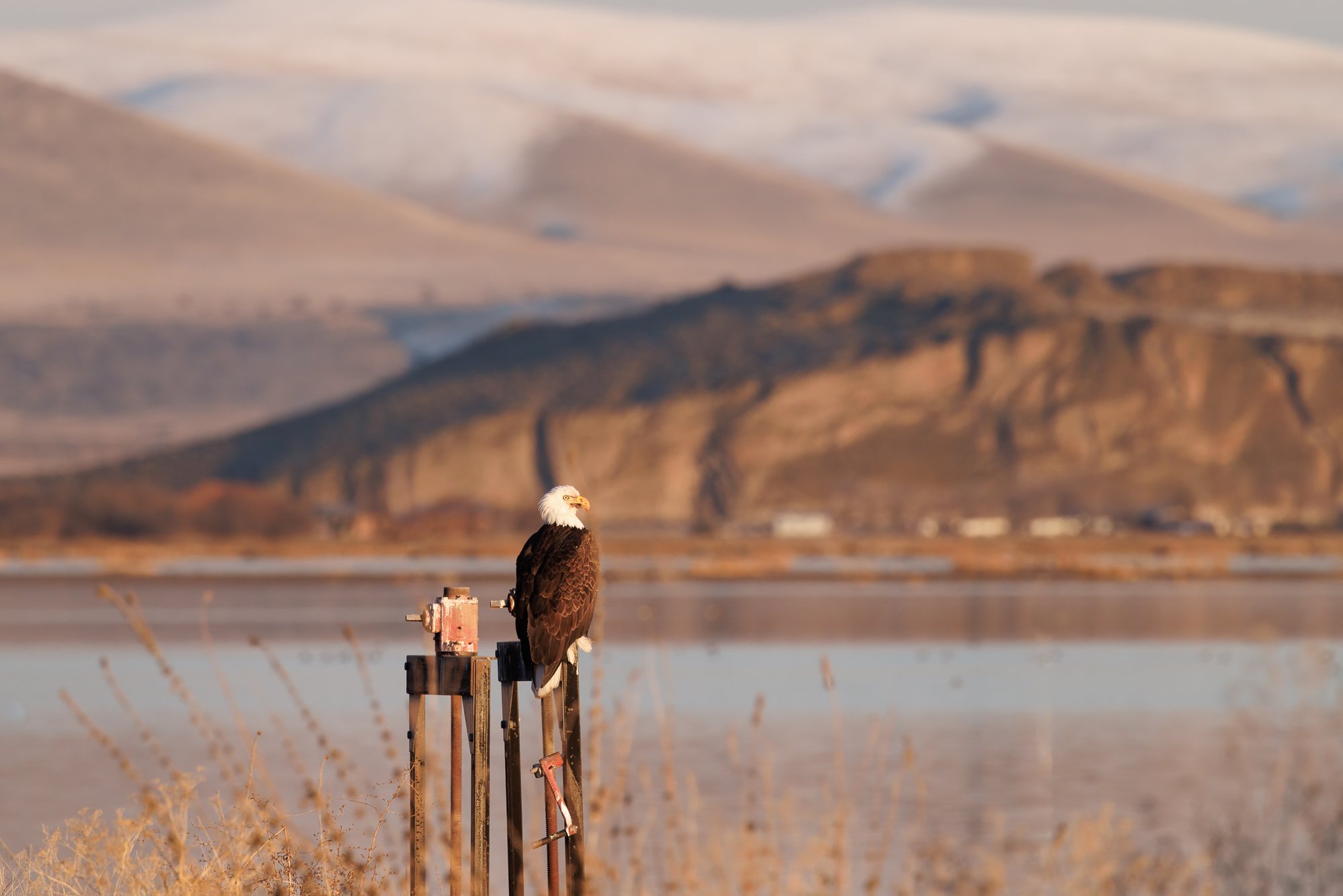 bald-eagle-lake-©NadeenFlynnPhotography-1749-.jpg