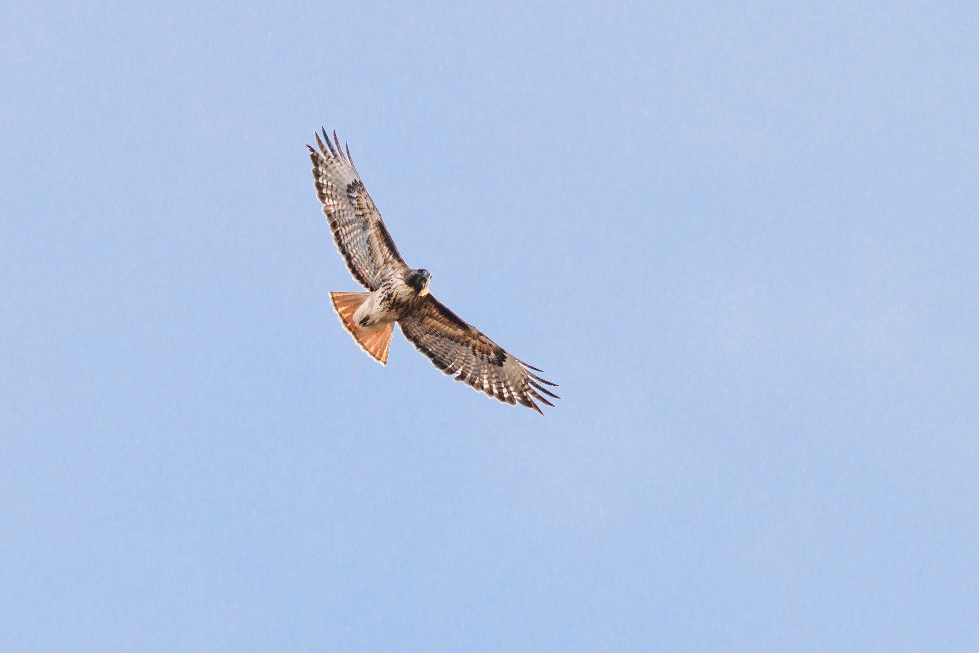 red-tailed-hawk-in-flight-nature©NadeenFlynnPhotography-1576.jpg