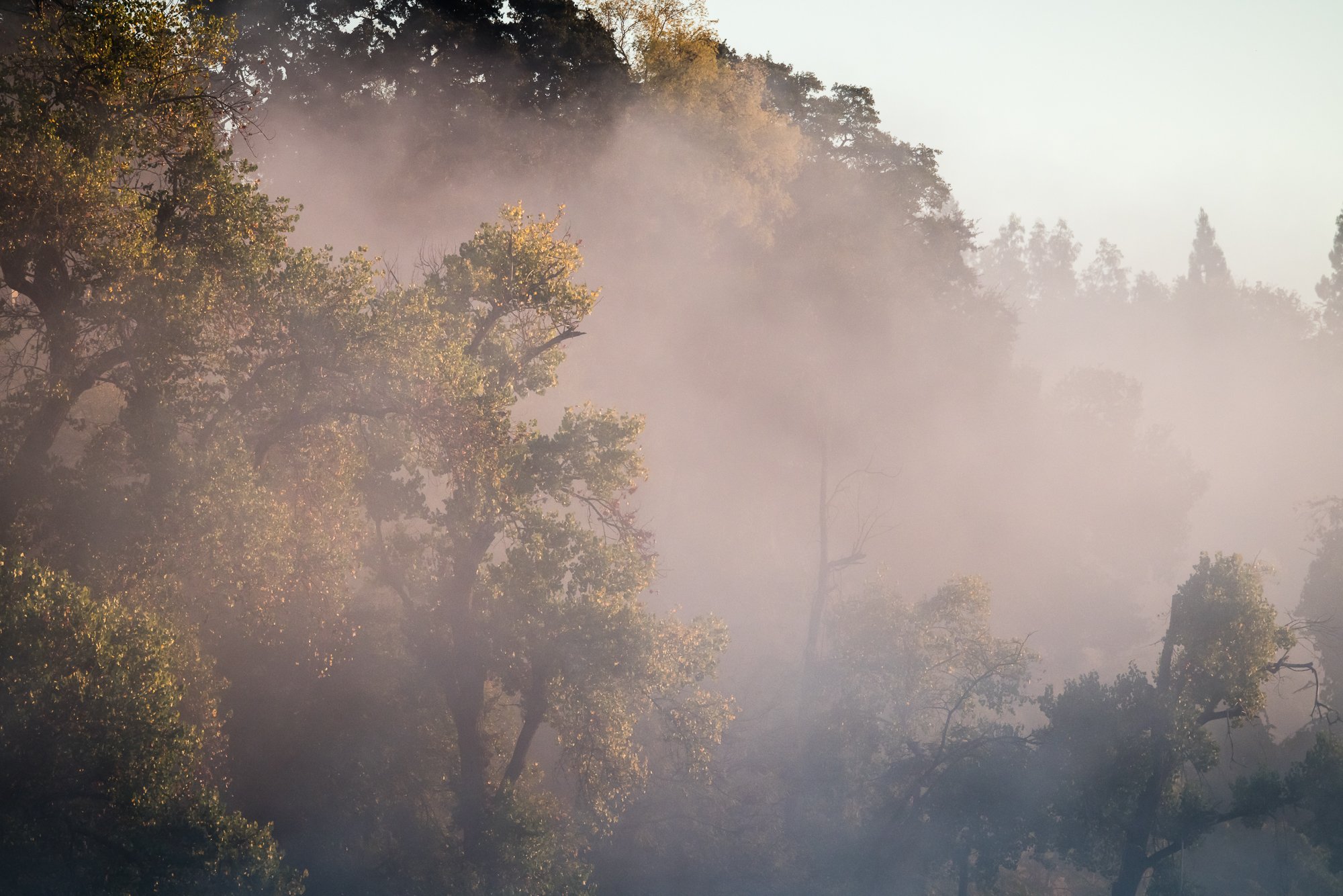 banks-of-the-american-river©NadeenFlynnPhotography-3914.jpg